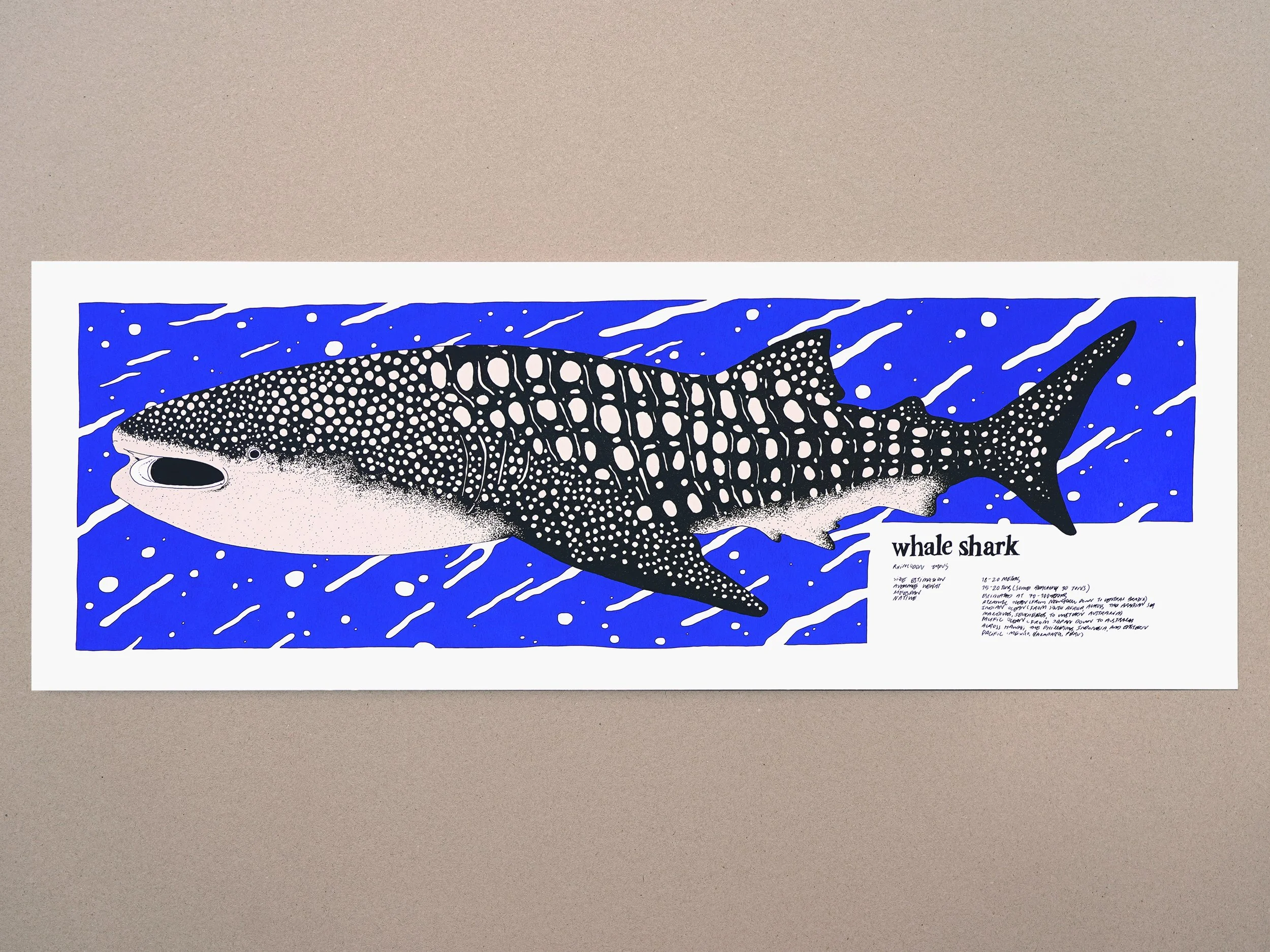 nene_whale-shark.jpg