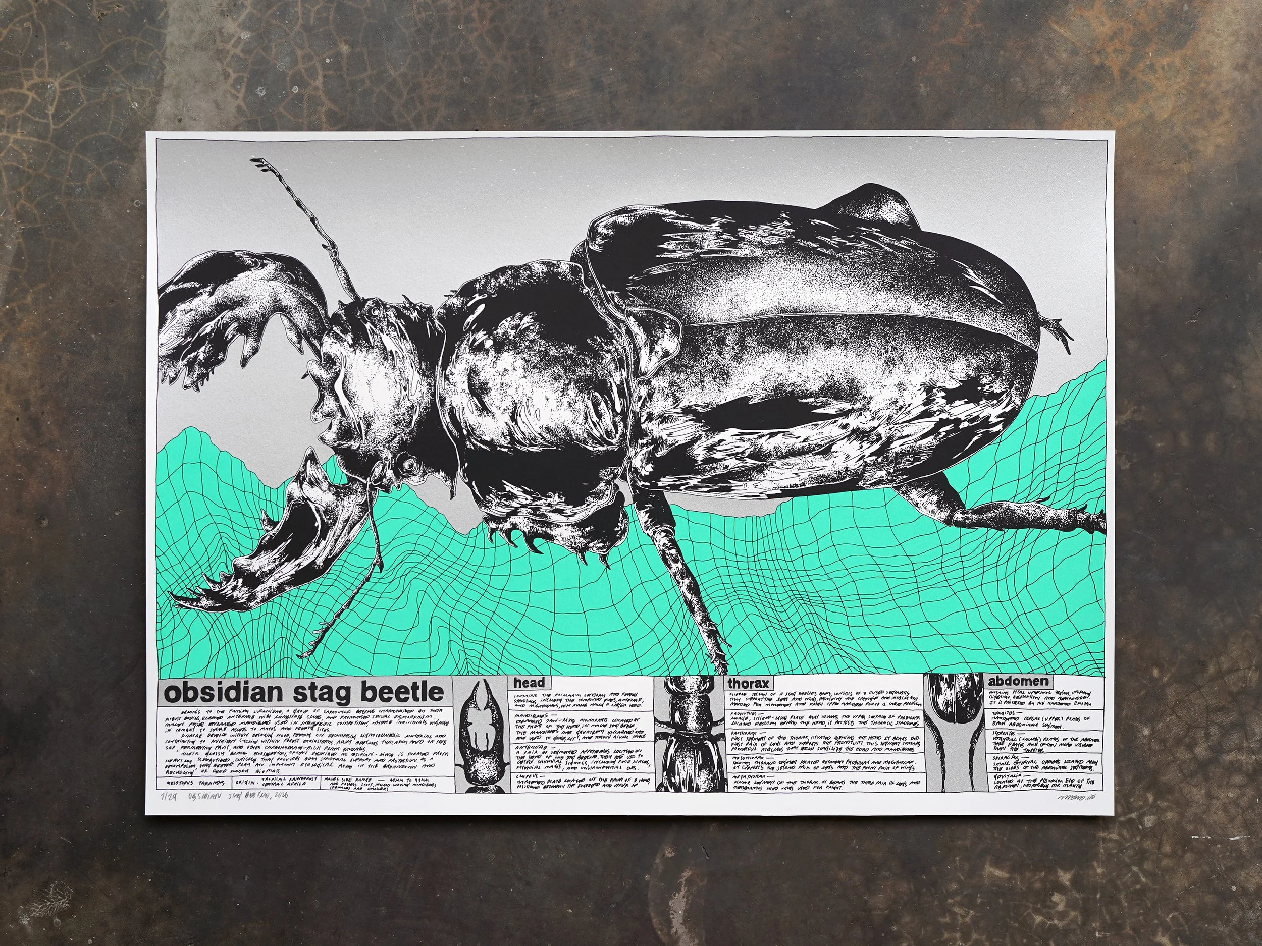 nene_obsidian stag beetle.jpg