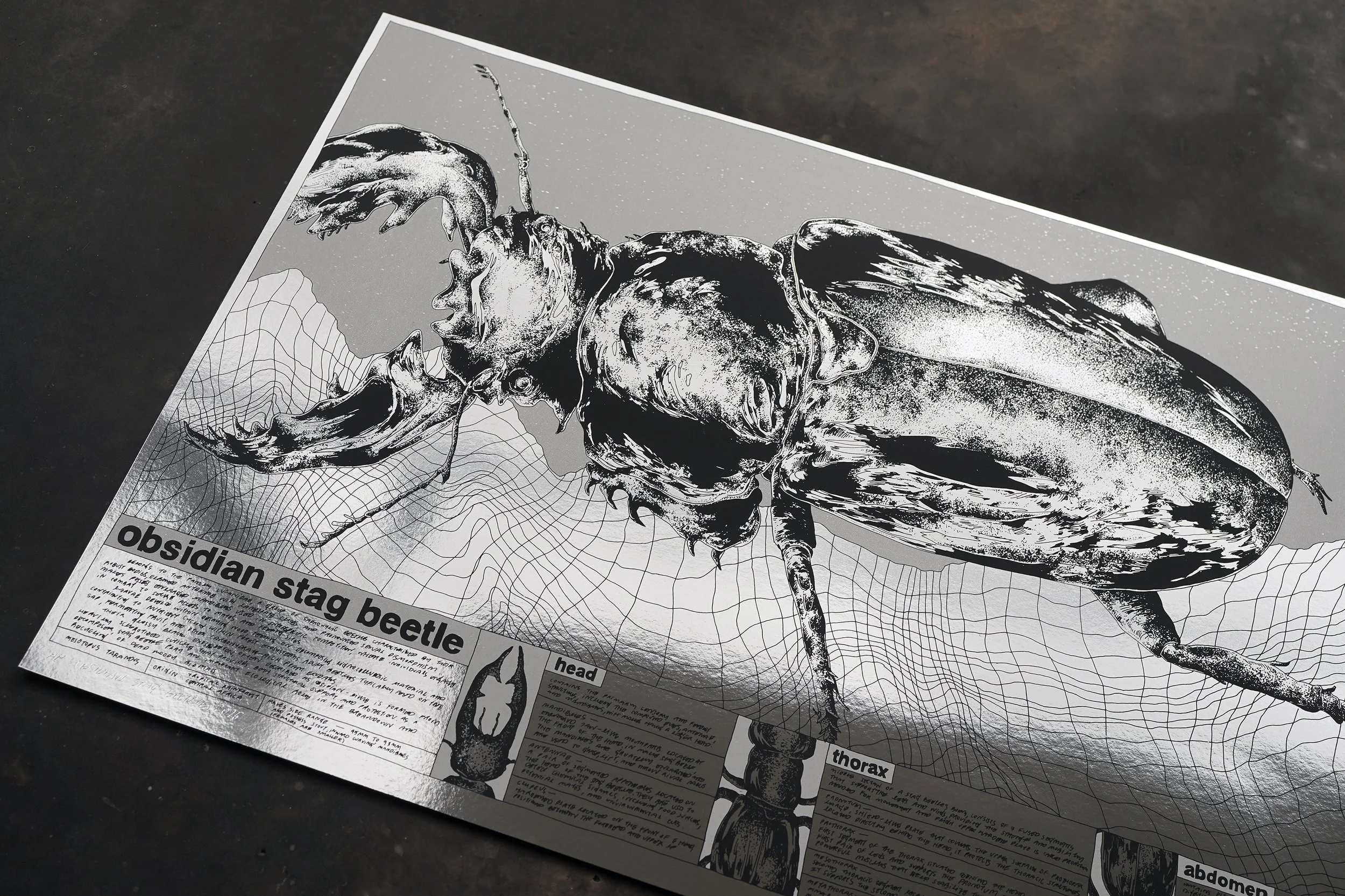nene_obsidian stag beetle _ AP.jpg
