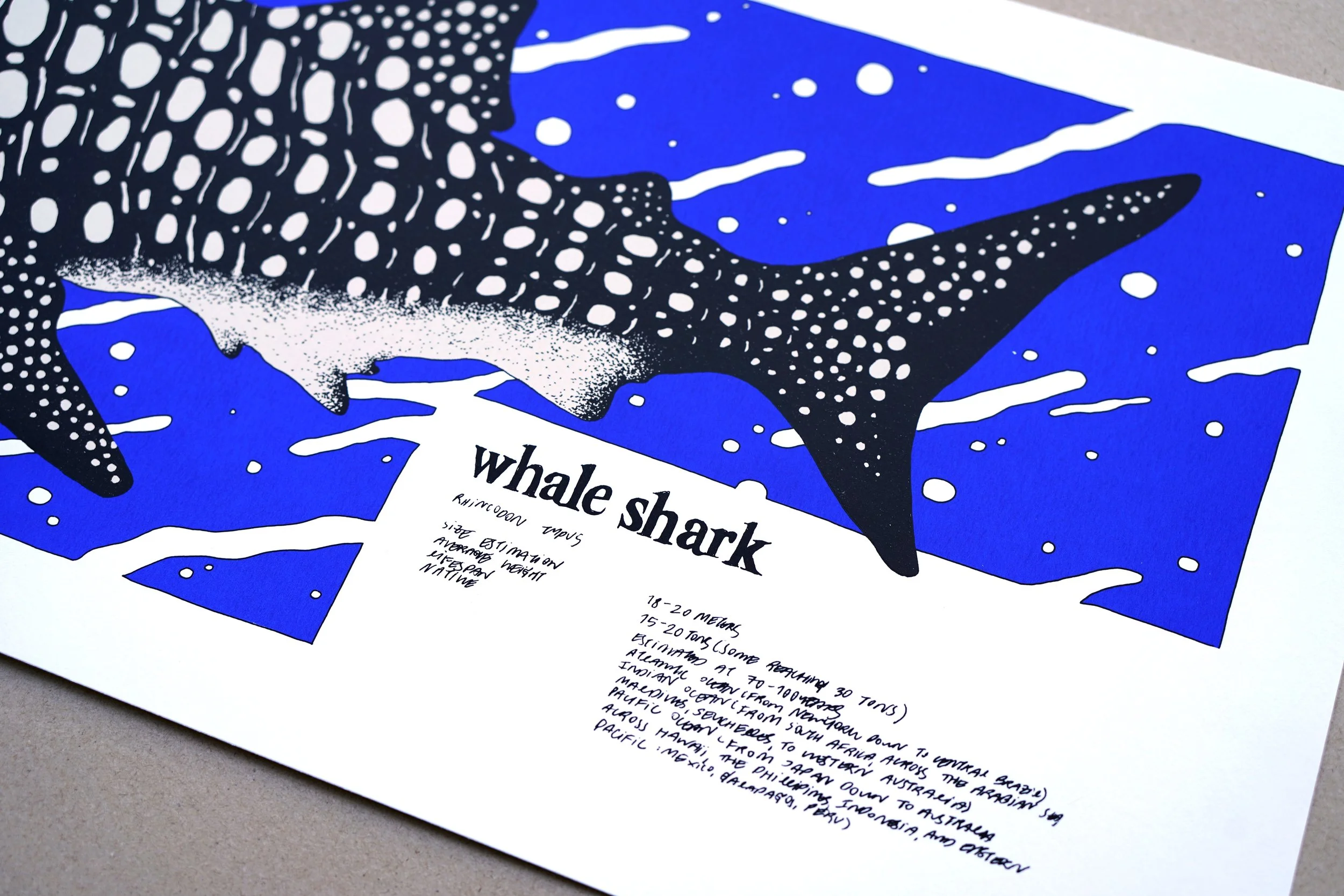 nene_whale-shark_2.jpg