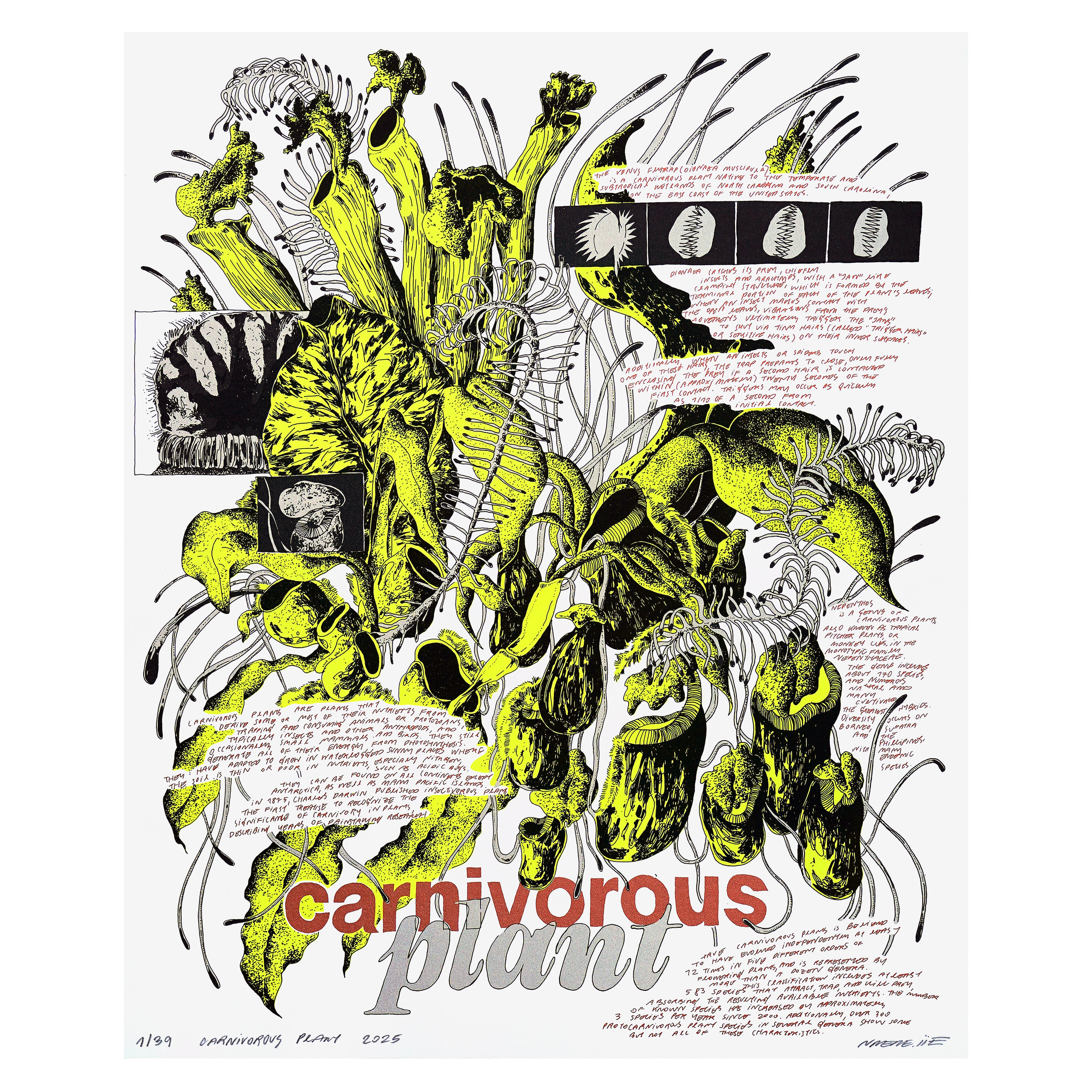 Carnivorous Plant