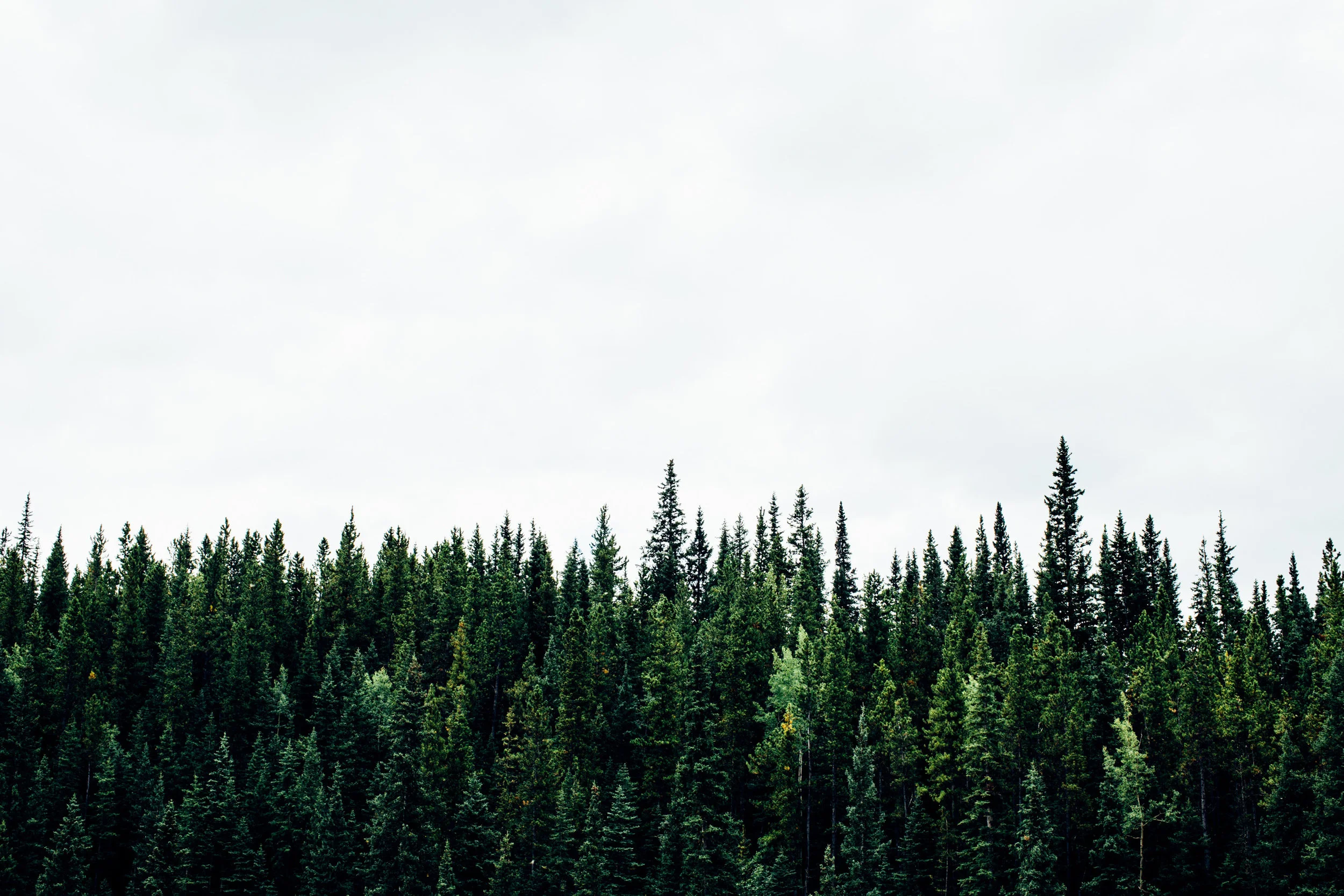bottom forest.jpg