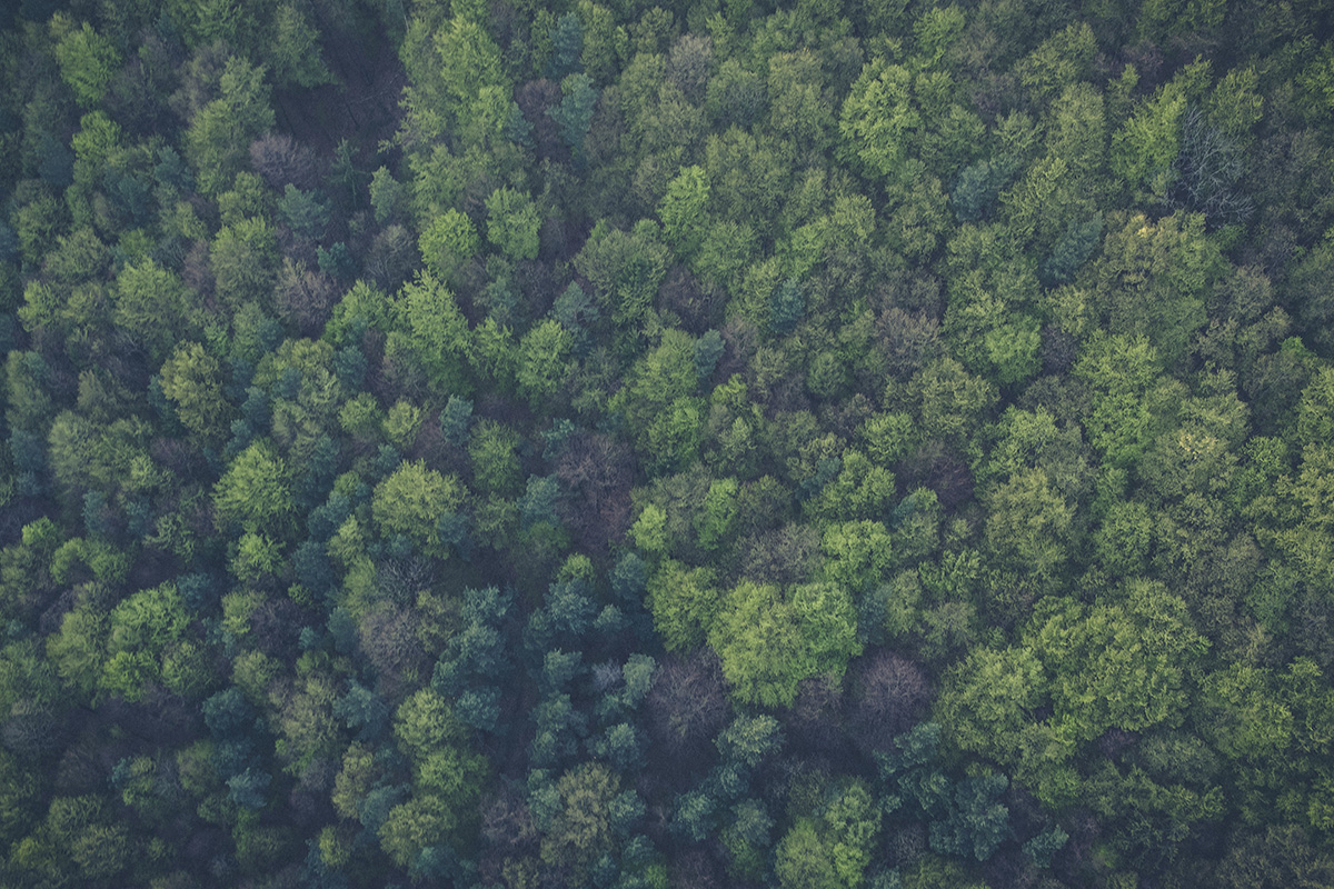 forest_horizontal_small.jpg