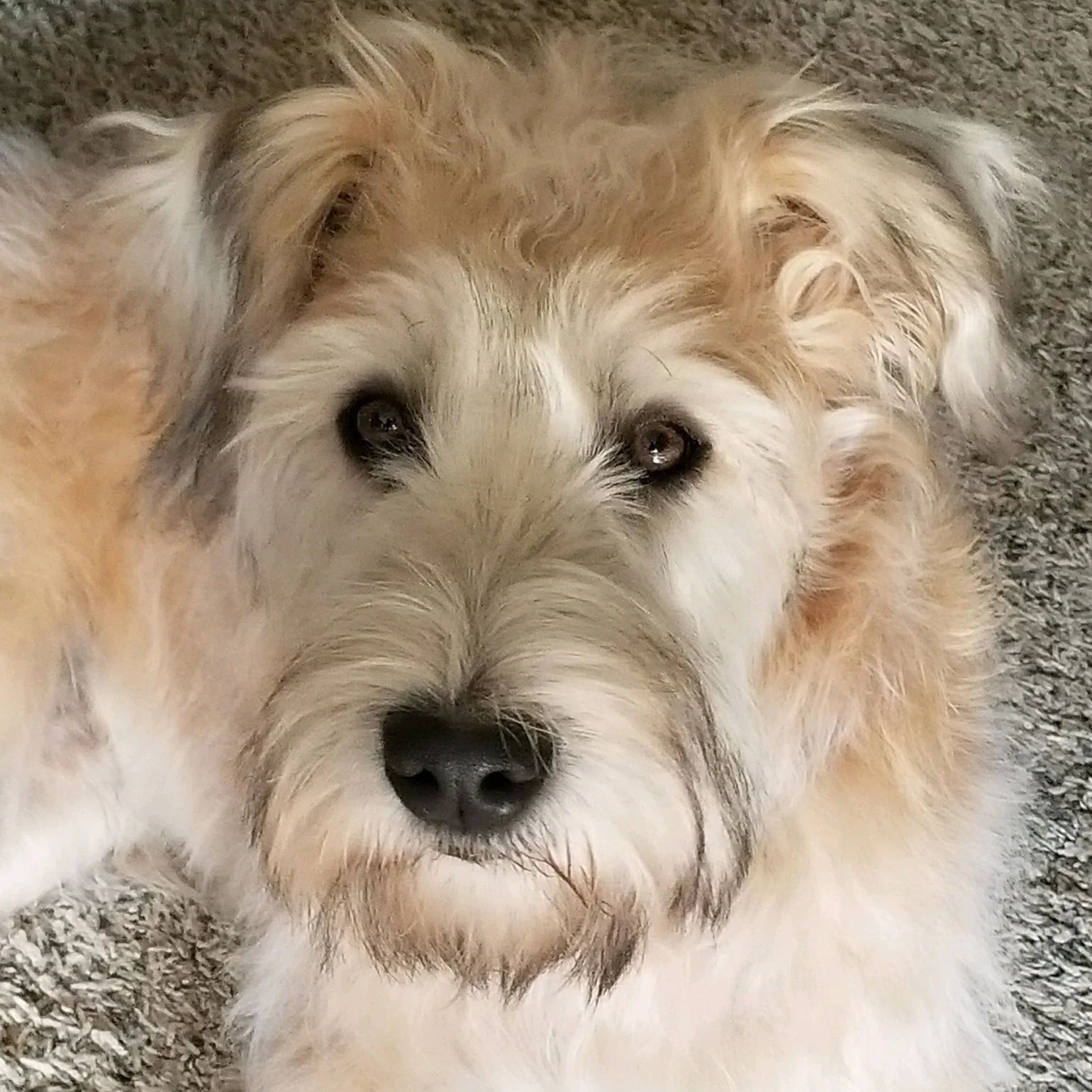 Oakley.jpg