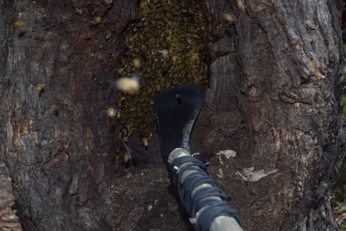 The tang of the Heiman Hatchet has a series of holes in it. These holes are designed to accommodate cordage for the purpose of fixing a pole to the tang. When the branch is attached, the Heiman Hatchet can be used as an improvised paddle or pike. The utility of a pike may include harvesting fruit or honey from trees, or de-barking of a Paperbark tree (or tree of similar characteristics) for the purpose of creating a shelter, raft, etc Buy Now