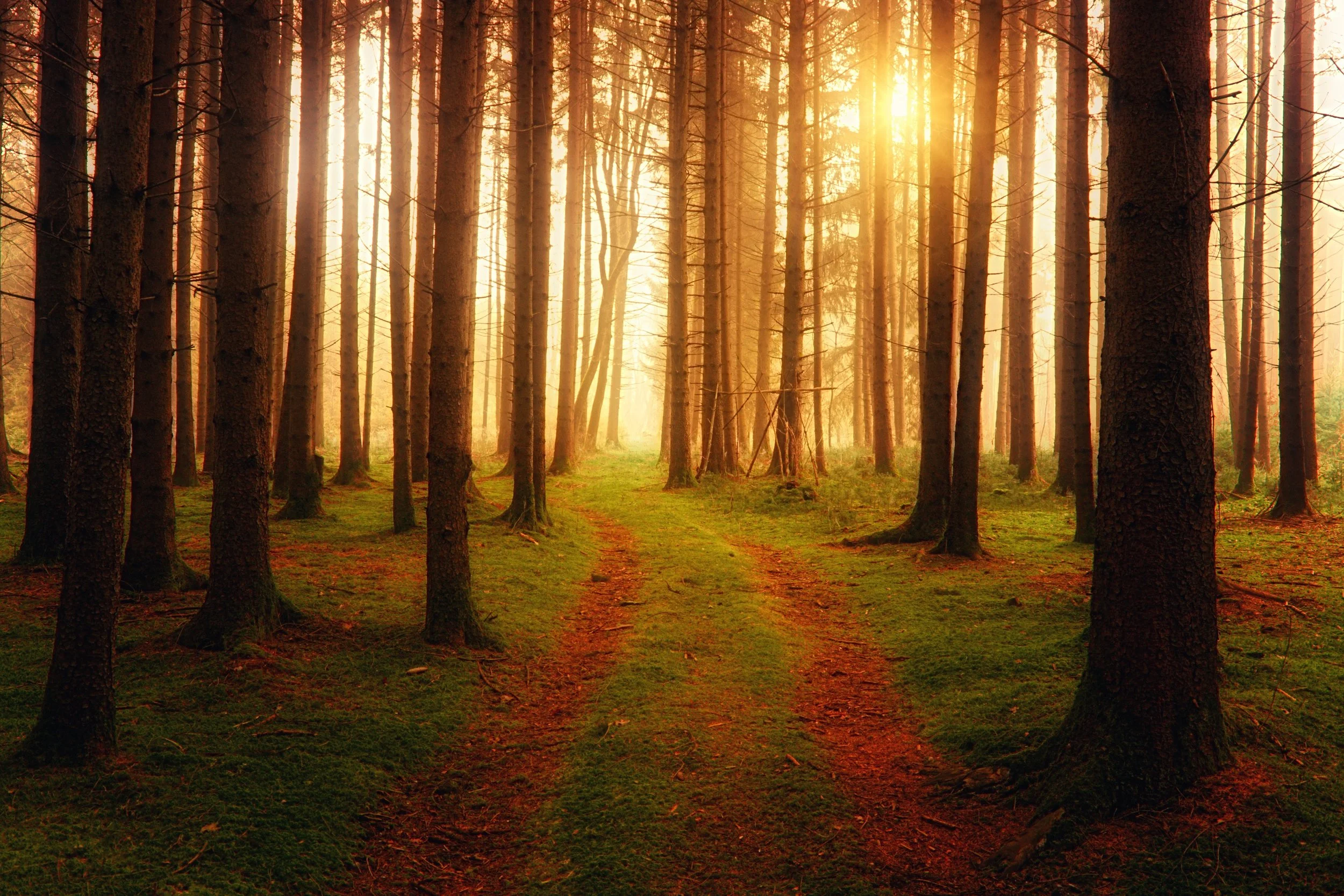 backlit-branches-dawn-1103971.jpg