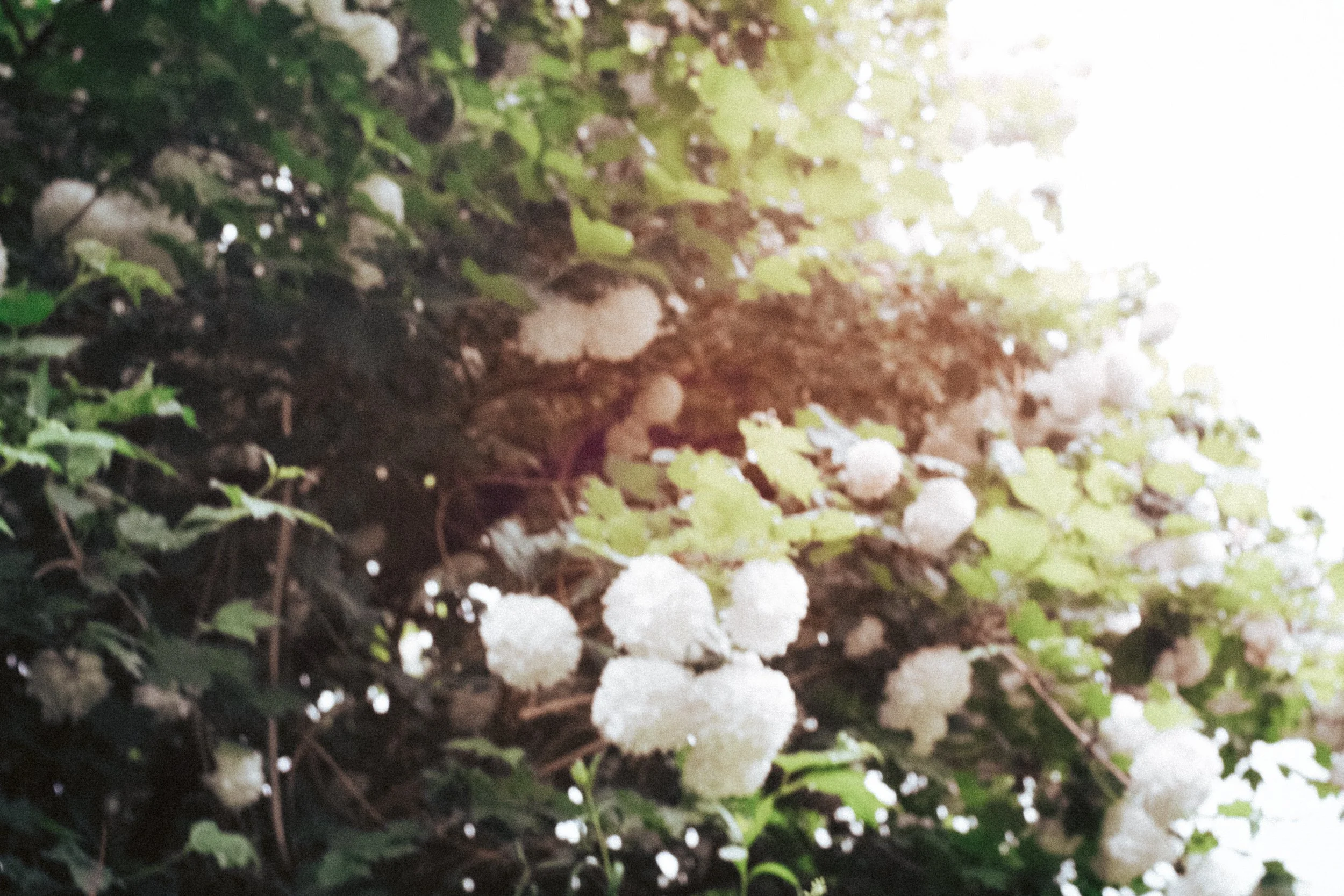 Eine analoge Filmaufnahme eines grünen Strauches mit weißen Blüten überstrahlt vom warmen Sonnenlicht.