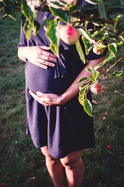 Eine schwangere Frau in einem lila Kleid steht im Freien in der Nähe eines Obstbaums mit dicken, roten und rosa Äpfeln. In dieser einfühlsamen Schwangerschaftsreportage hält sie ihren Babybauch.