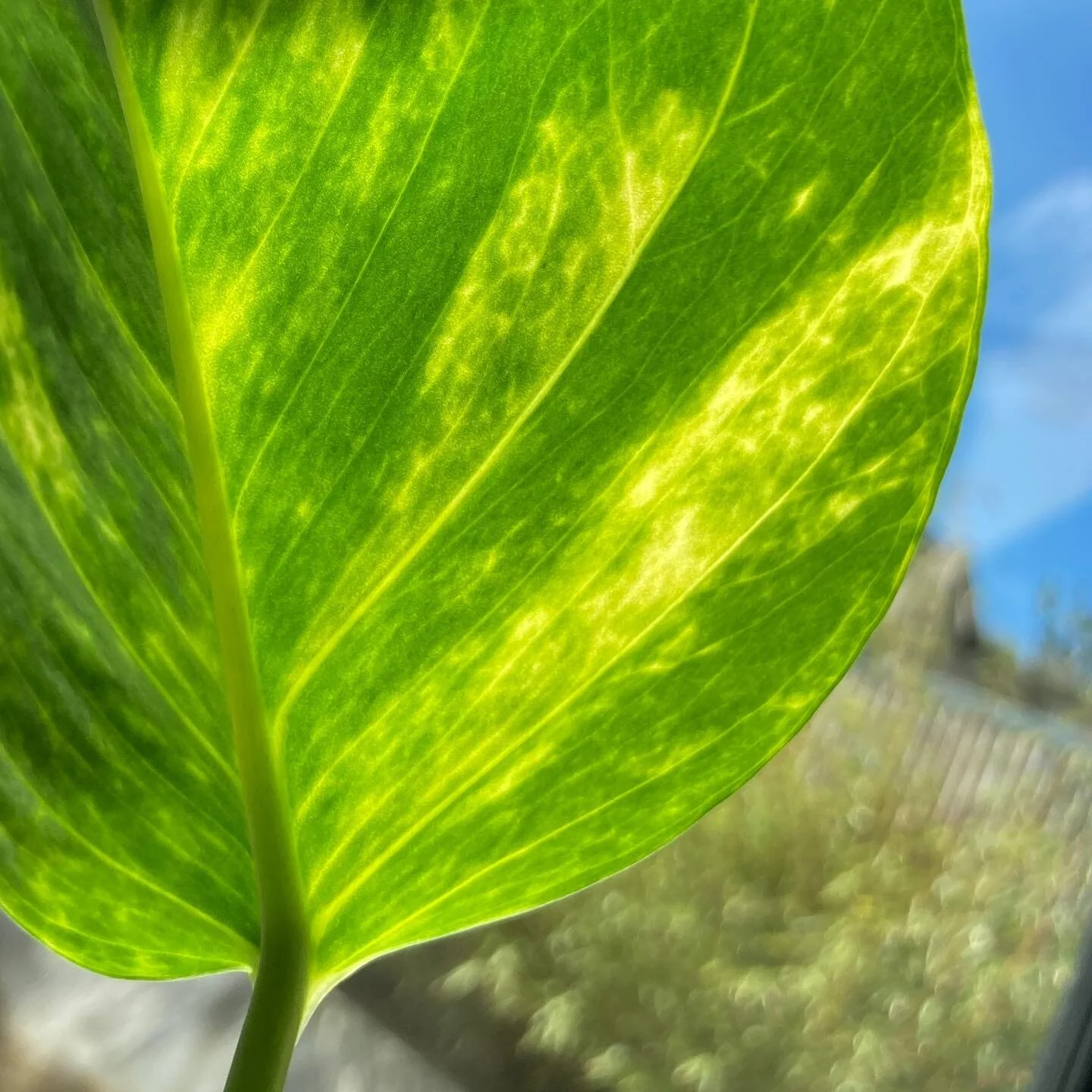 Always inspired by greens
.
.
.
#leaves #green #home #plants #greenleaves #patterns #seethebeautyaroundyou