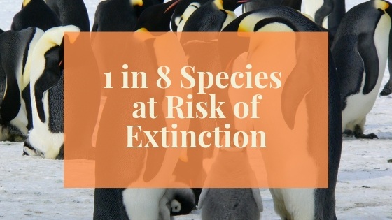 Blog Post Image One in Eight Species Risk Extinction.jpg