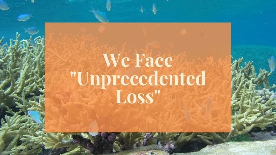 Blog Post Image Unprecedented Loss Coral Reef.jpg