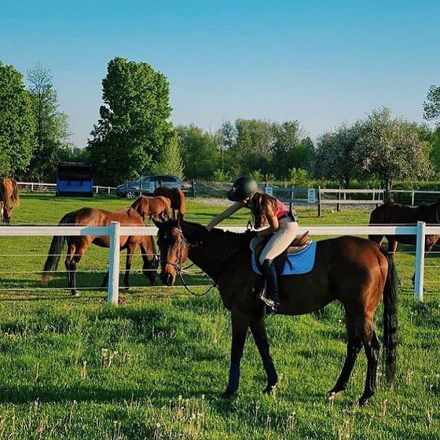 Summer Days 🌞 #horsesofphc - Timbit