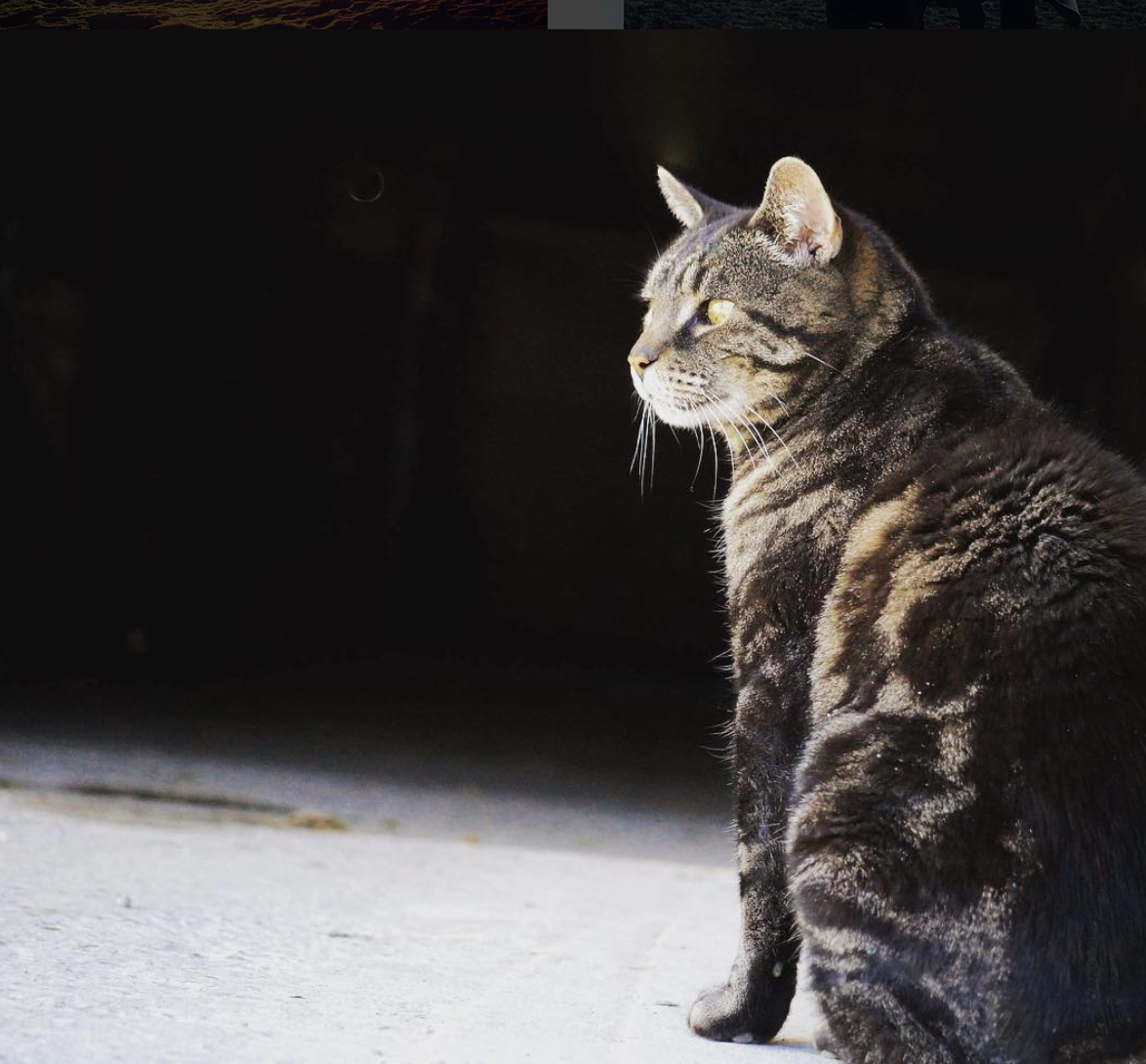 Tyson.png