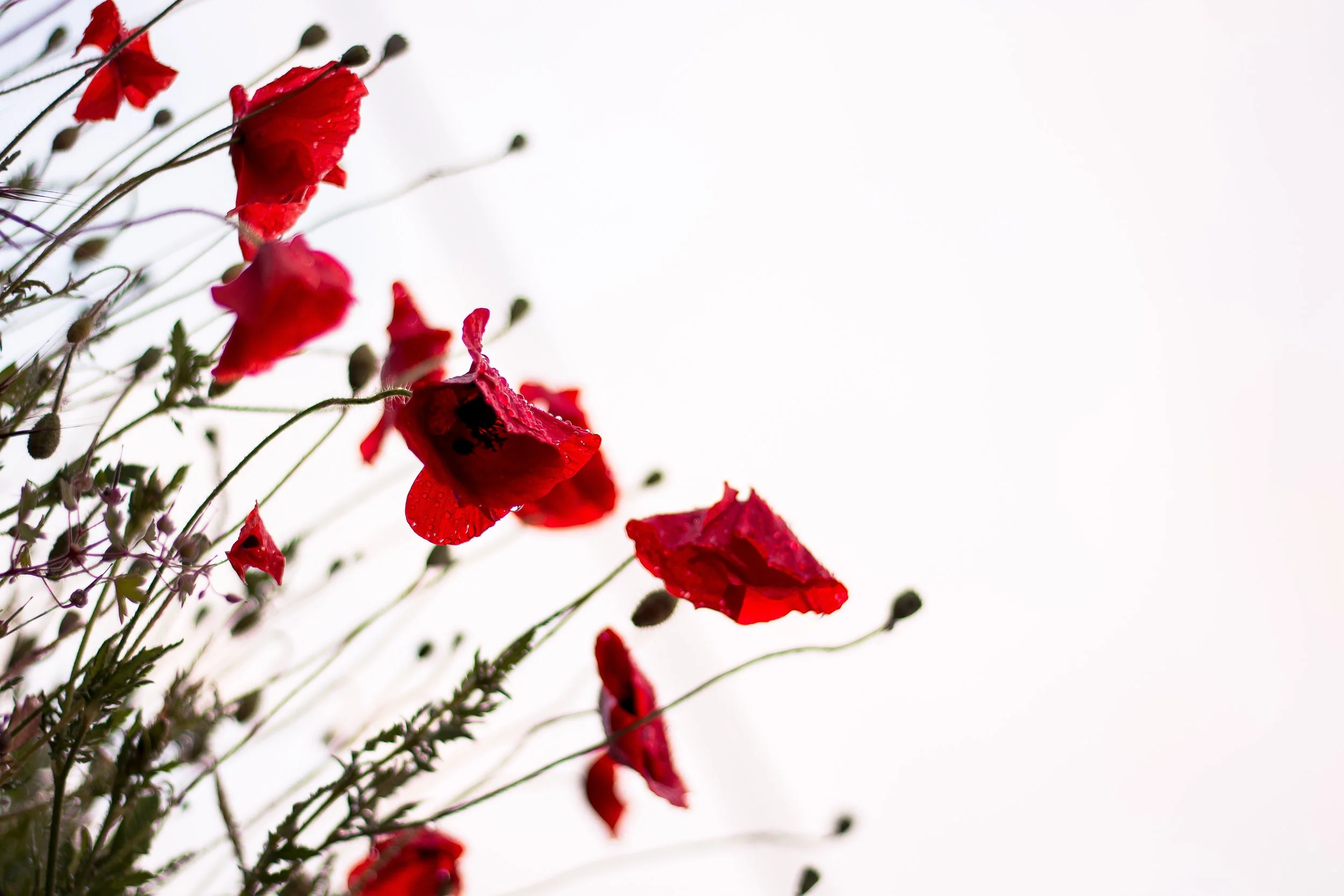 Read our weekly News sheet for Sunday 26th October