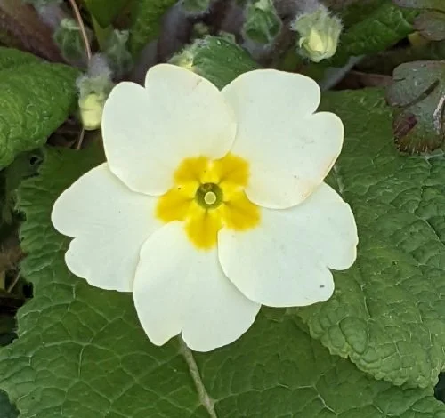 Read our weekly News sheet for Sunday 15th March 2026