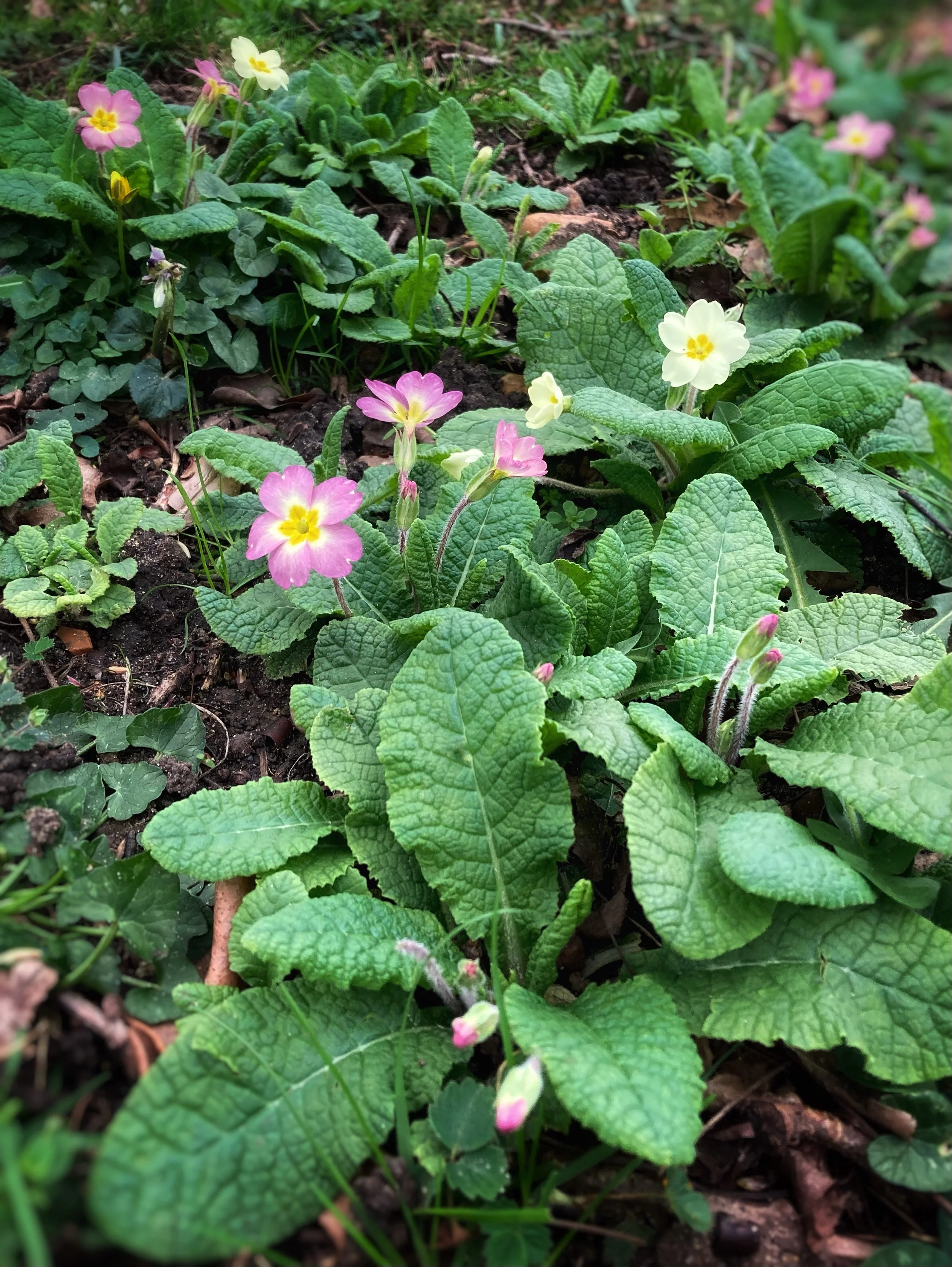 Read our weekly News sheet for Palm Sunday 29th March 2026