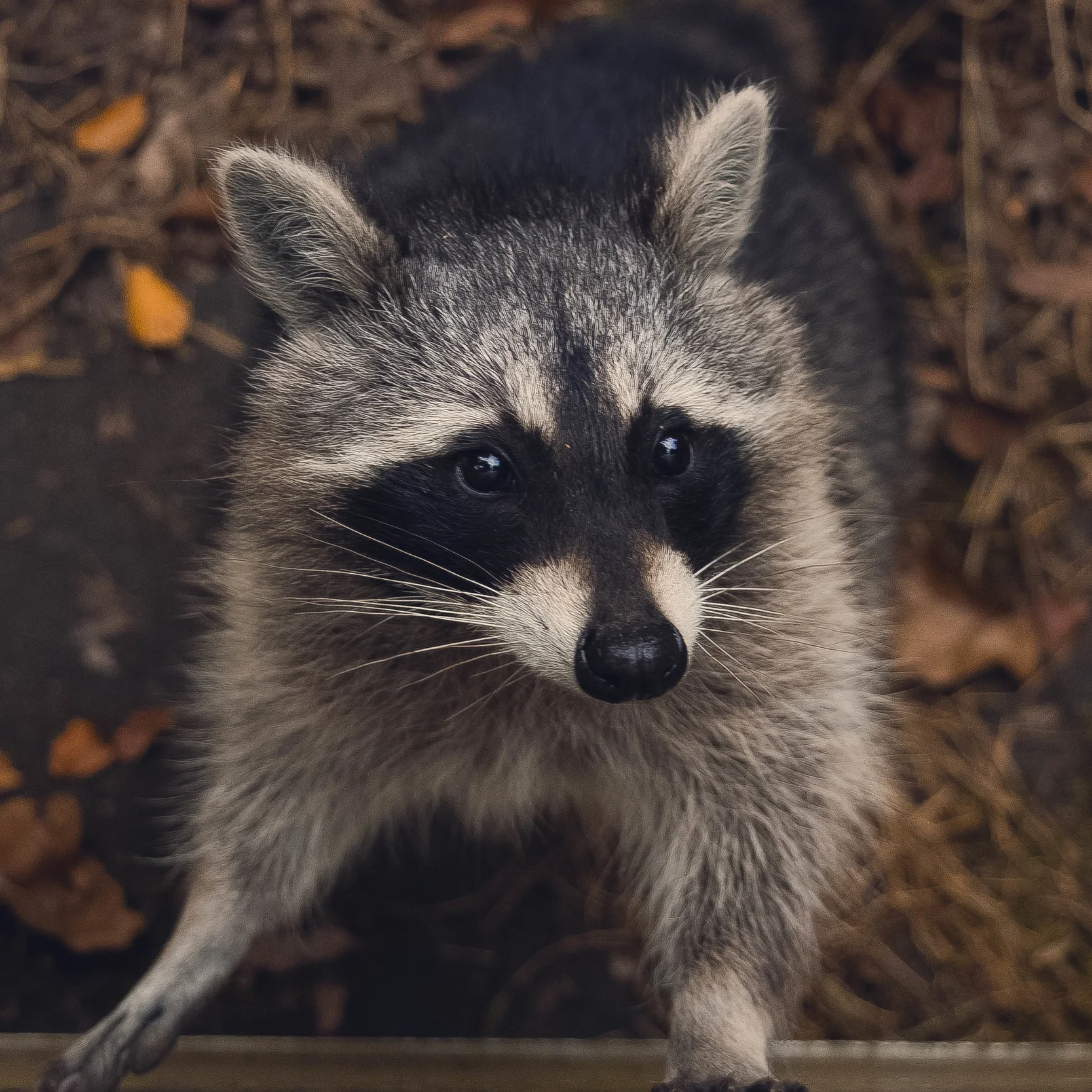 The Bait in the Trap