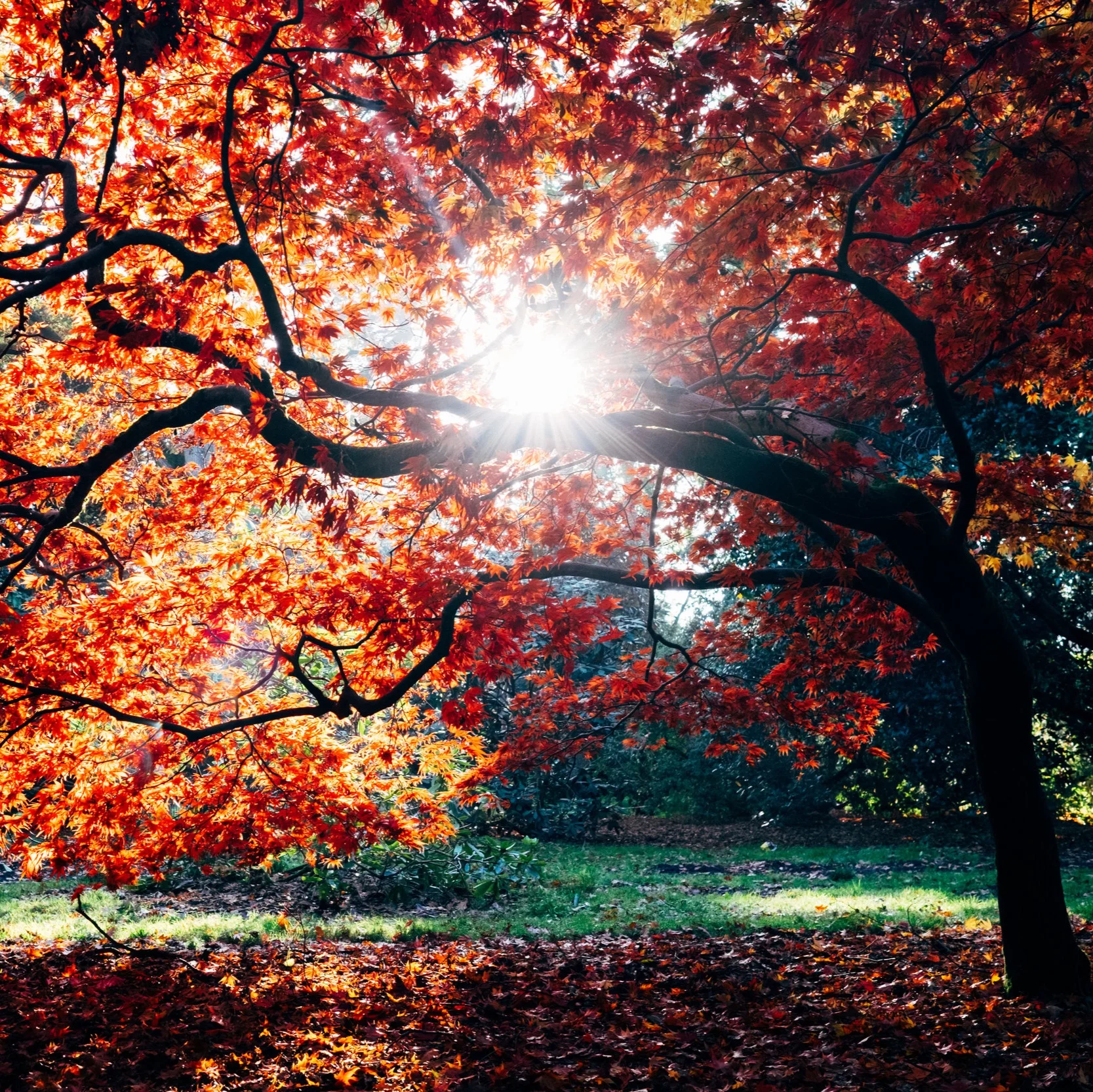 Giving Thanks in All Circumstances