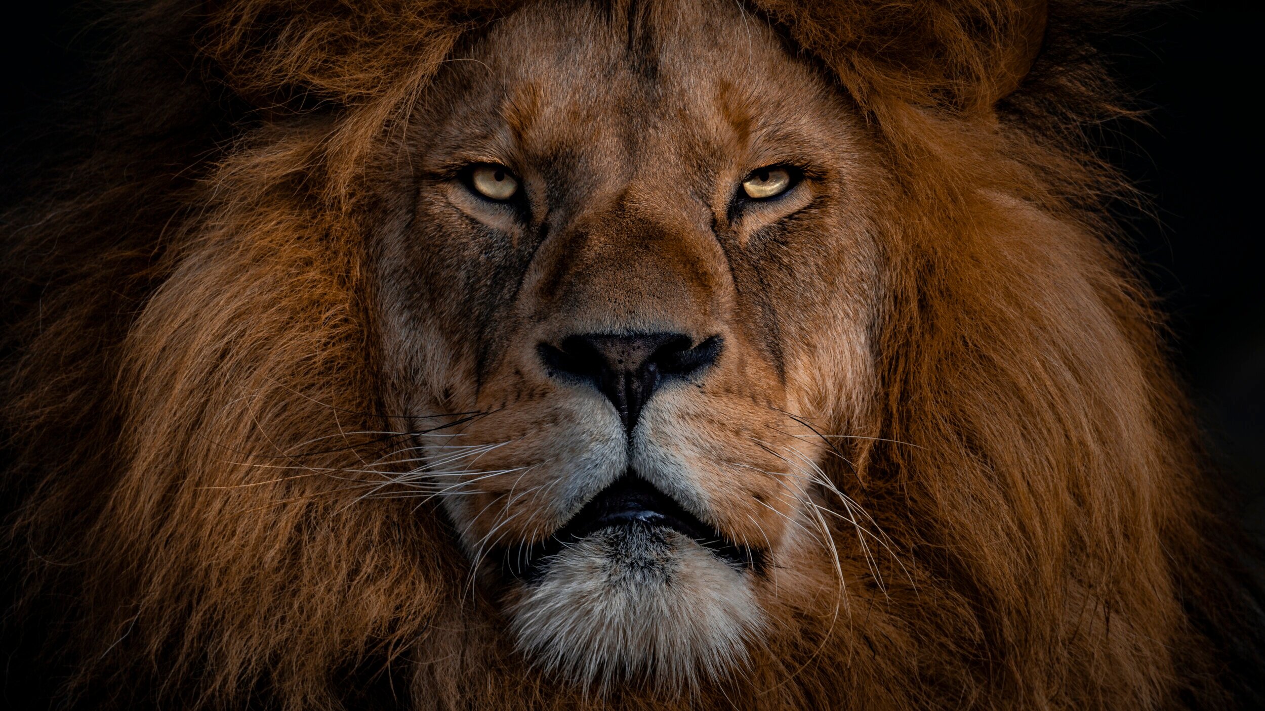 lion of judah travel