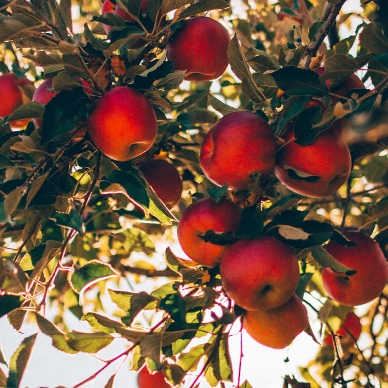 Rootfulness and Fruitfulness