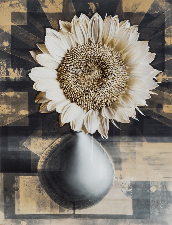 sunfollower_ap8-constrainedw.jpg