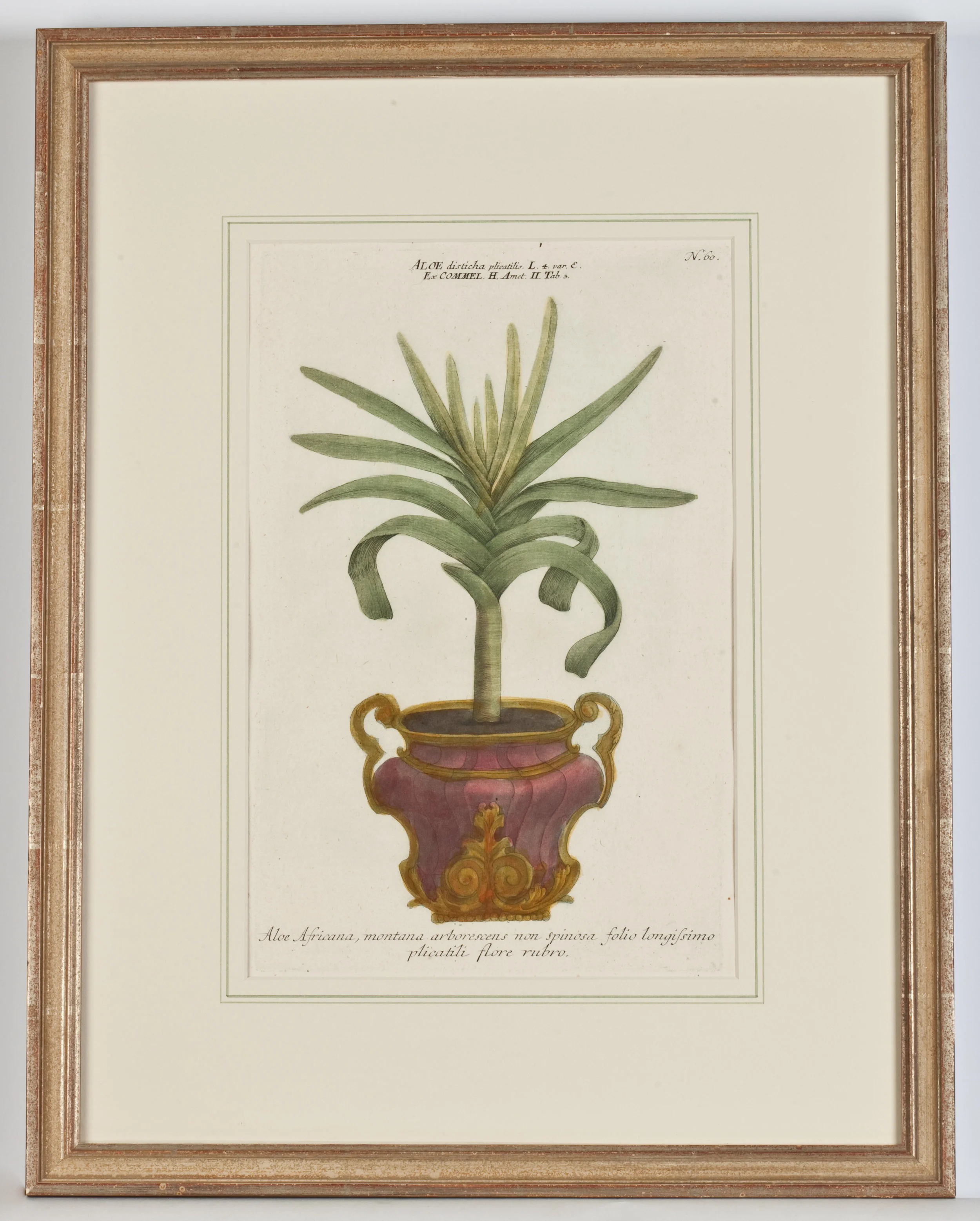 Phytanthoza Iconographia Pl.60 S0172WB - w_ frame.jpg