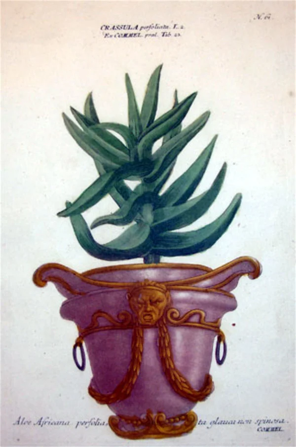 weinmann.phytanthozaiconographia61.jpg