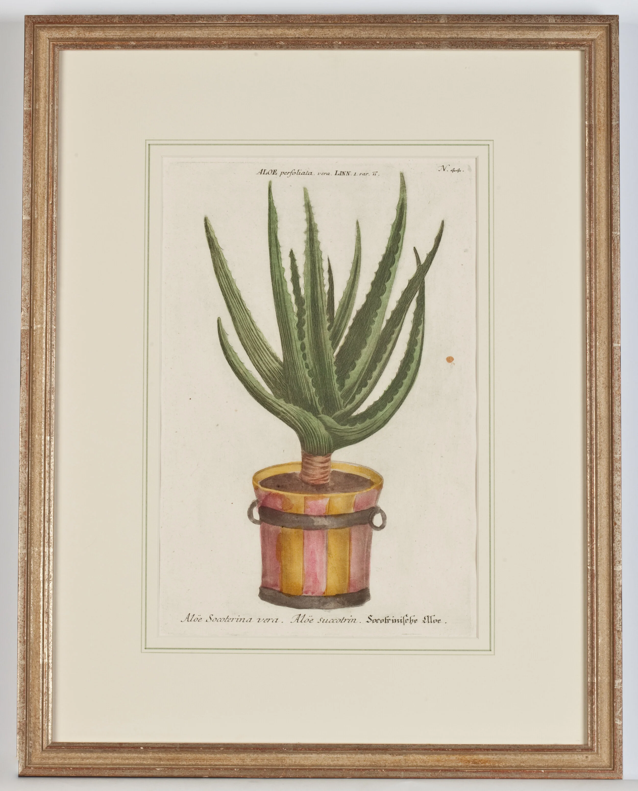 Phytanthoza Iconographia Pl.44 S0174WB - w_ frame (1).jpg