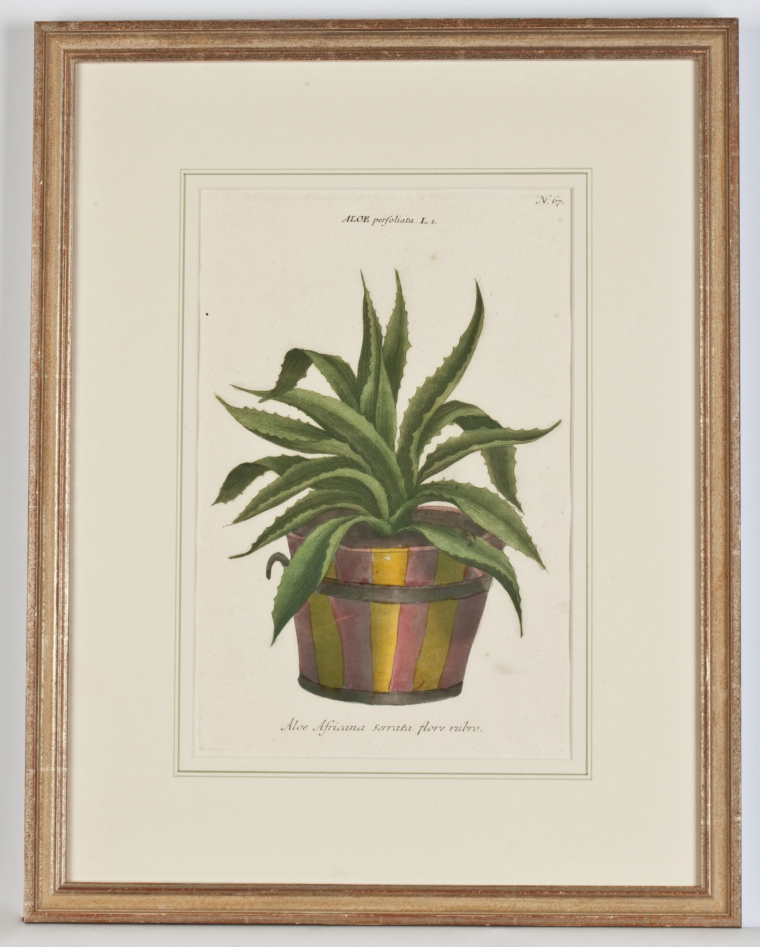 Phytanthoza Iconographia Pl.67 S0178WB - w_ frame.jpg