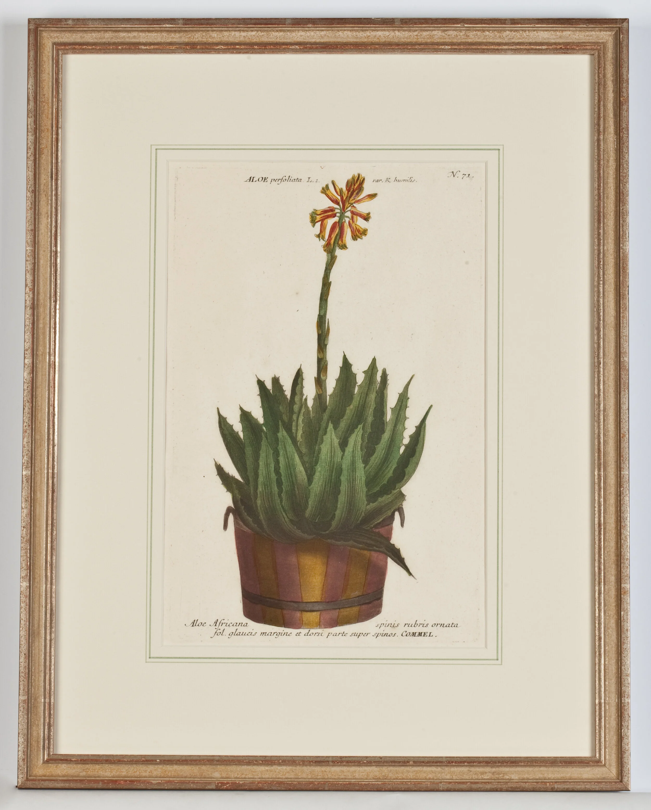 Phytanthoza Iconographia Pl.71 S0176WB - w_ frame.jpg