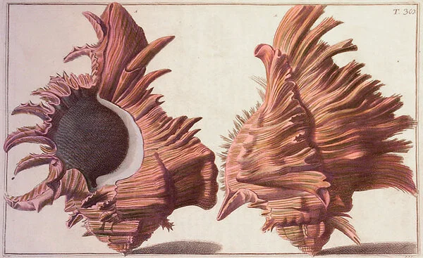 888-constrainedw.jpg