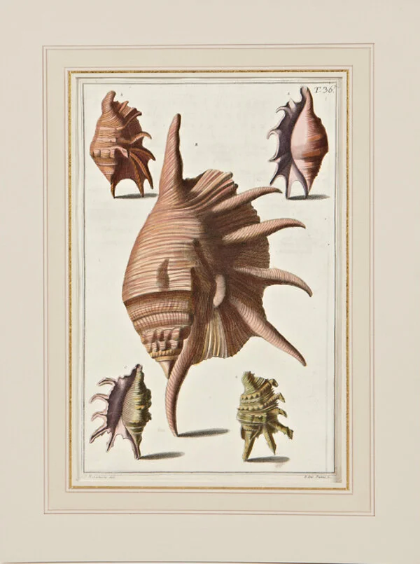 s0466-constrainedw.jpg