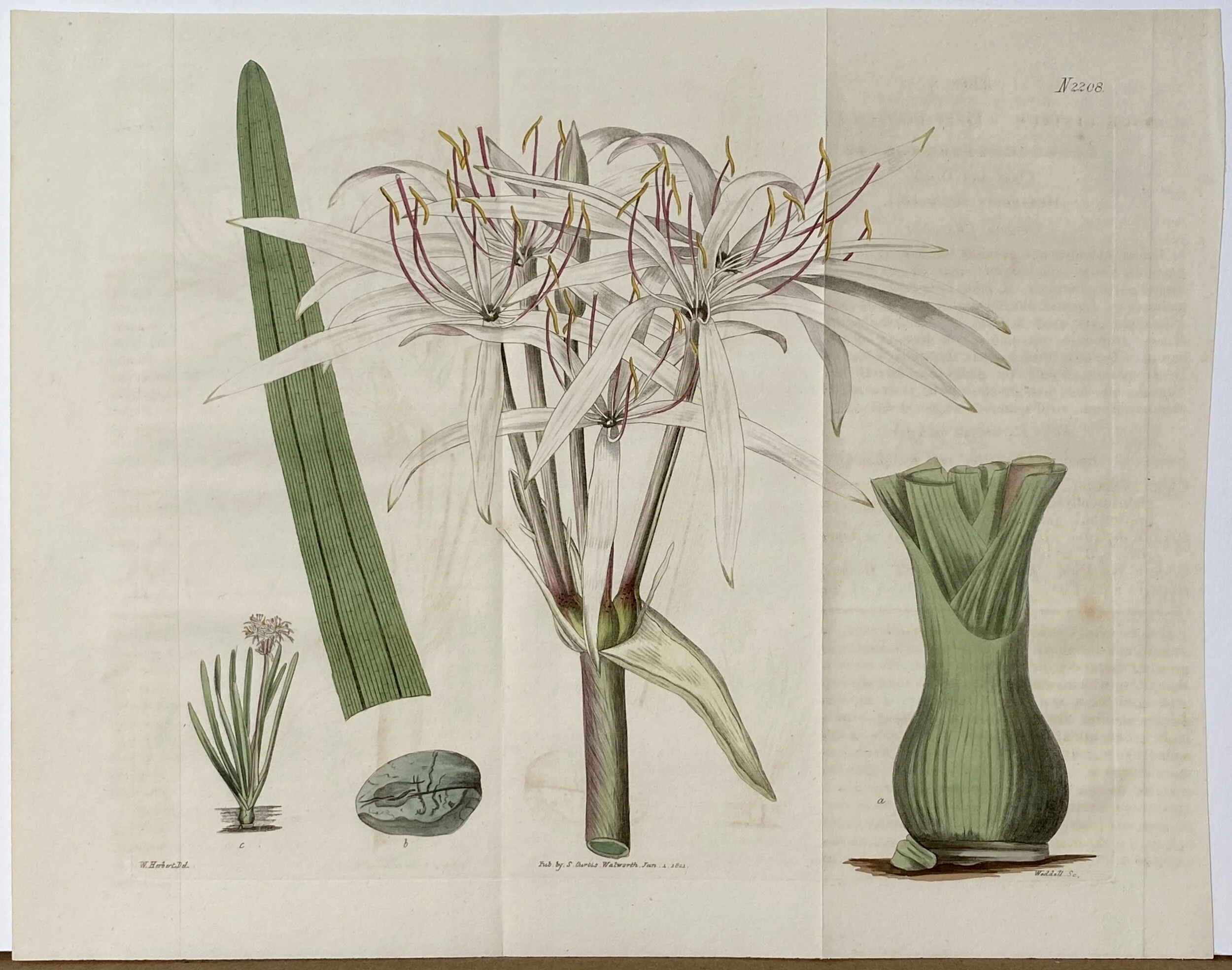 S0210MISC_N2208_Curtis's_botanical_magazine_England_1790_-_1822_CFAC_Calloway_Fine_Art_French_Market_Georgetown_Washington_DC.jpg