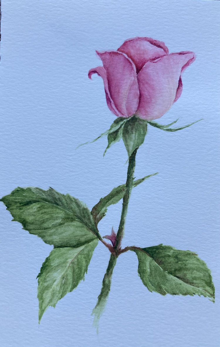 Rosebud (5x8) — Calloway Fine Art & Consulting