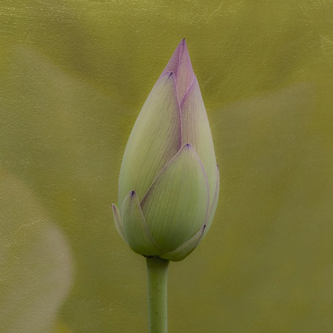  Lotus Bud Color ed 3/9  Paul Jett   $700  