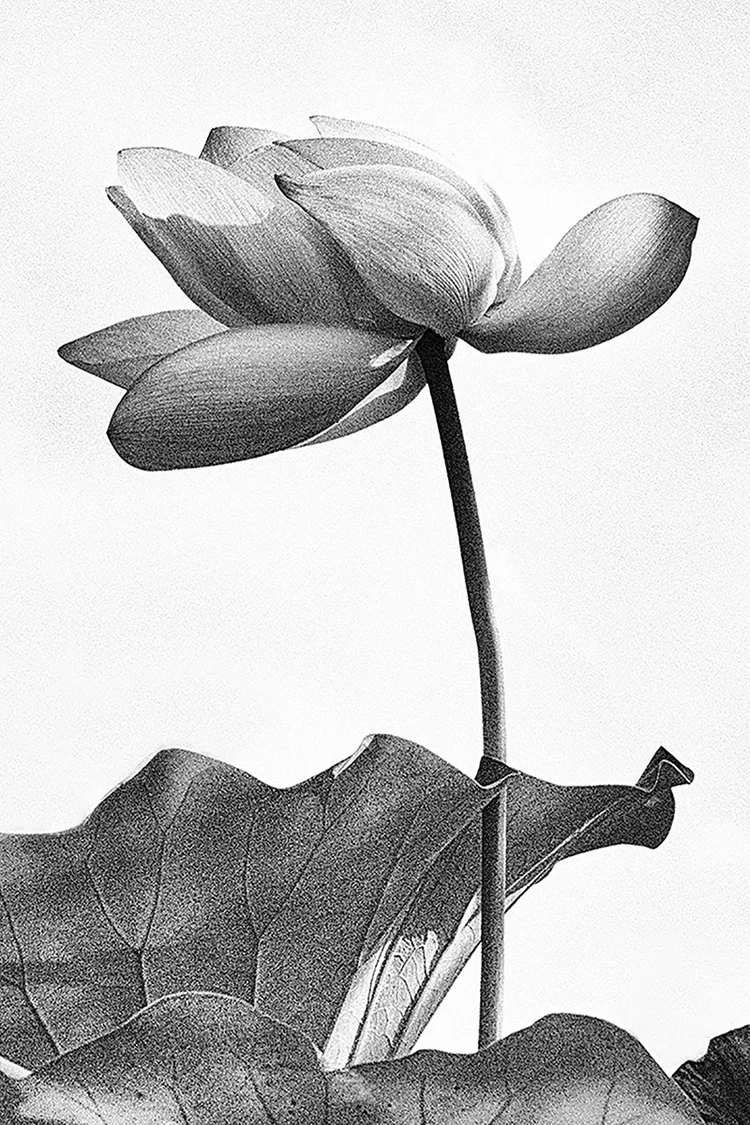    Lotus Blossom  Paul Jett&nbsp;  $600&nbsp;  