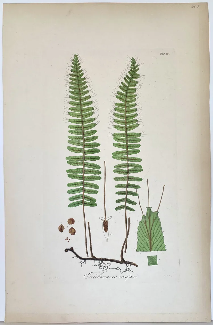    Icones Filicum, Tab. XII  William Jackson Hooker $500   