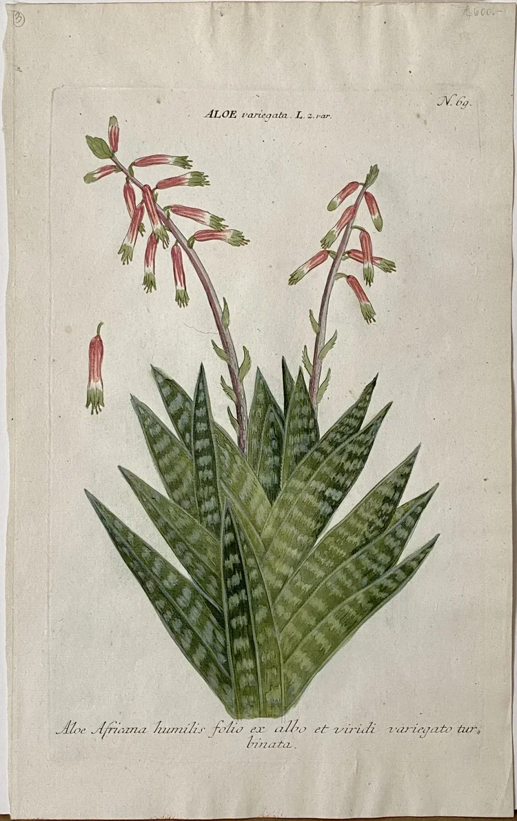    Phytanthoza Iconographia, plate 69  Johann Wilhelm Weinmann  $600   