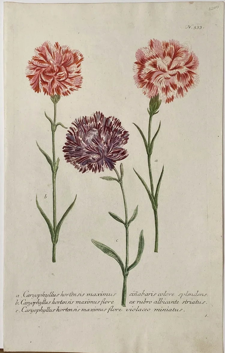    Phytanthoza Iconographia, plate 333  Johann Wilhelm Weinmann $1200   