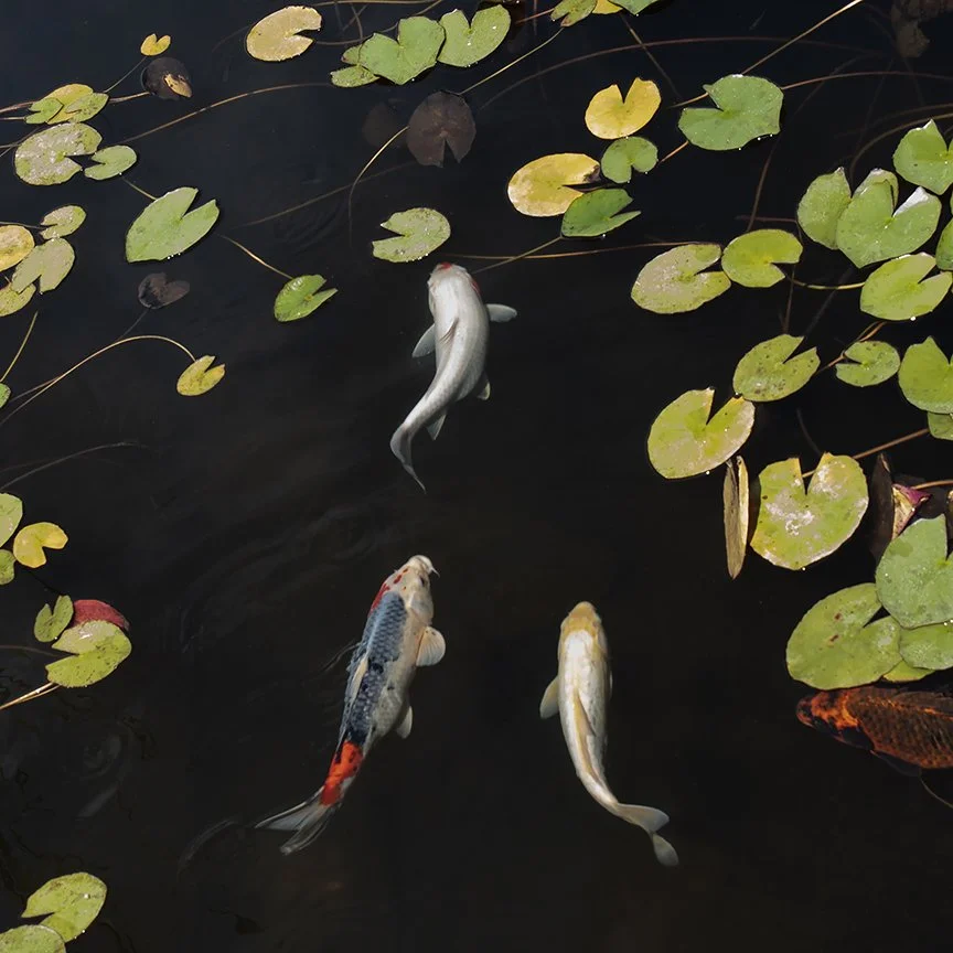 Four Koi.jpg