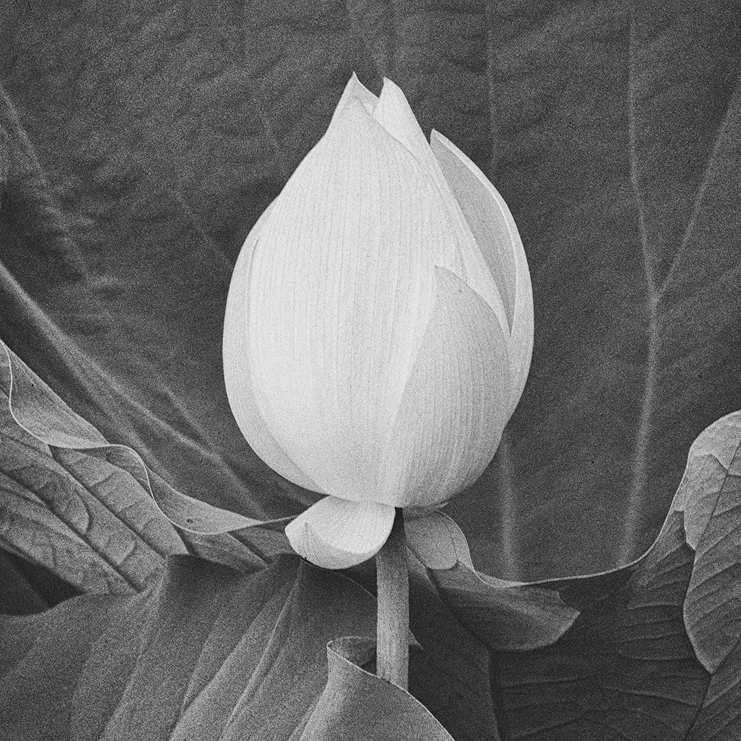 Lotus Bud -Black and White.jpg