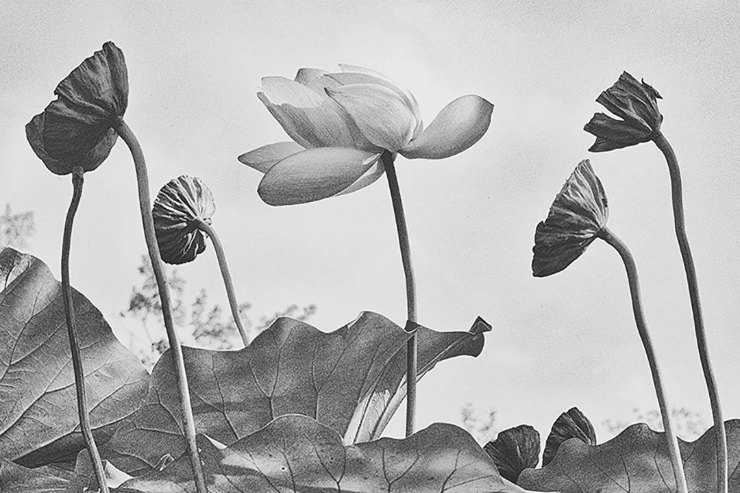 Lotus Blossom and Pods.jpg