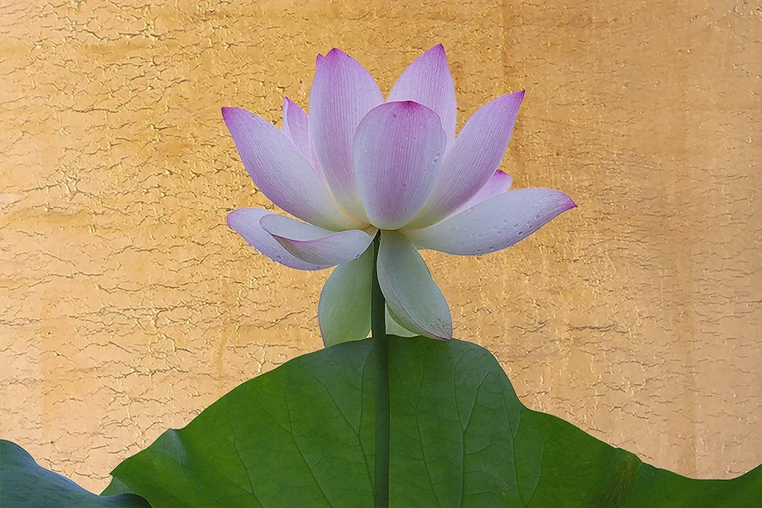 Lotus and Leaves.jpg
