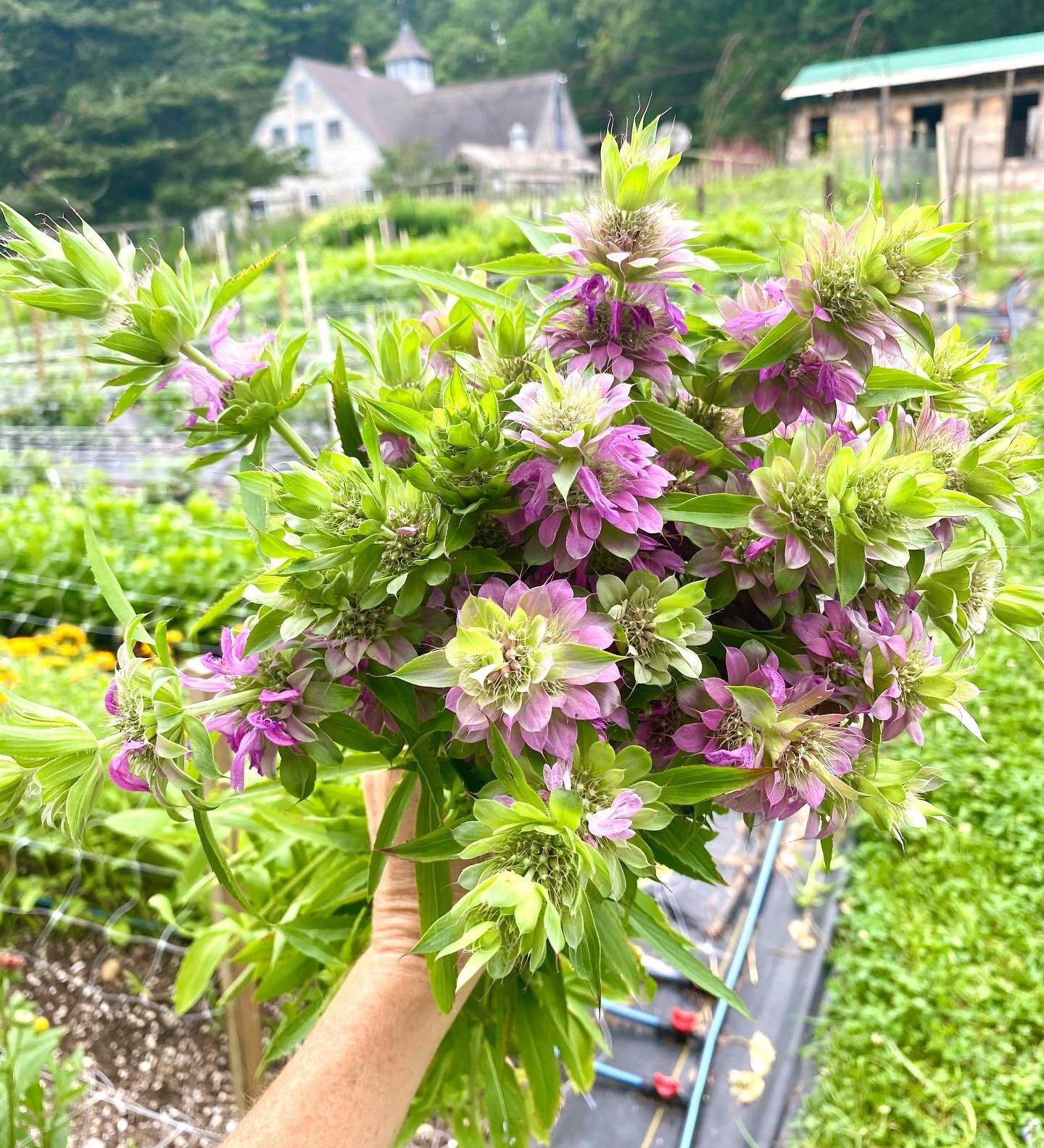 I had heard other flower growers rave about this Lemon Mint Monarda but I didn&rsquo;t try growing it till this season. Soo magical and versatile, it&rsquo;s a keeper 💗💗
.
.
#flowermagic #inspiredbypetals #flowers #flower #fleurs #blooms #flowerfar