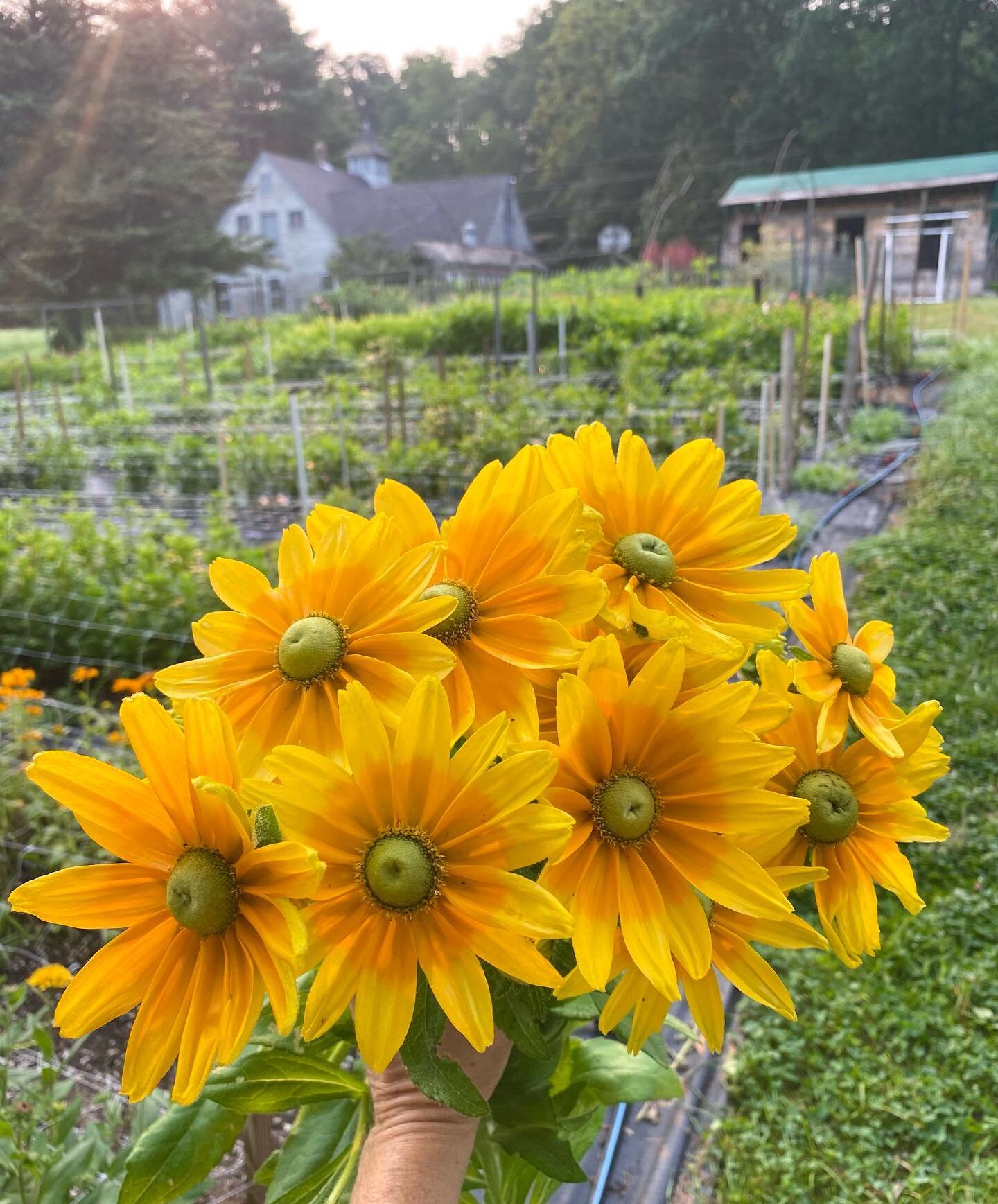 Rudbeckia sunrise this morning! Picking the three types of Rudbeckia I grow, Prairie Sun, Goldilocks, Sahara. Almost cut Sahara from the line-up a few years back for short stems but she is now so tall for me, so glad I kept her! 
.
.
#rudbeckia #cutf