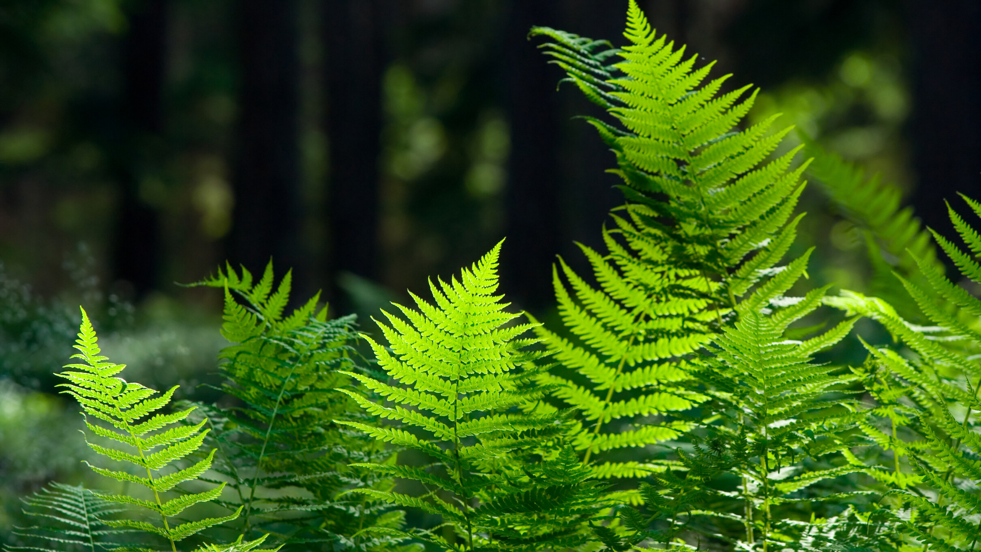 Reconnect to Nature: 5 Ways that Nature Helps to Give You a Reset
