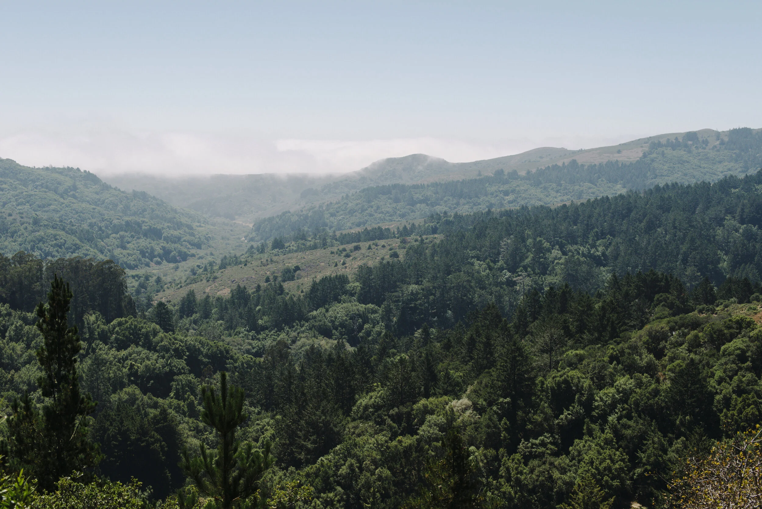  Muir Woods, San Francisco 