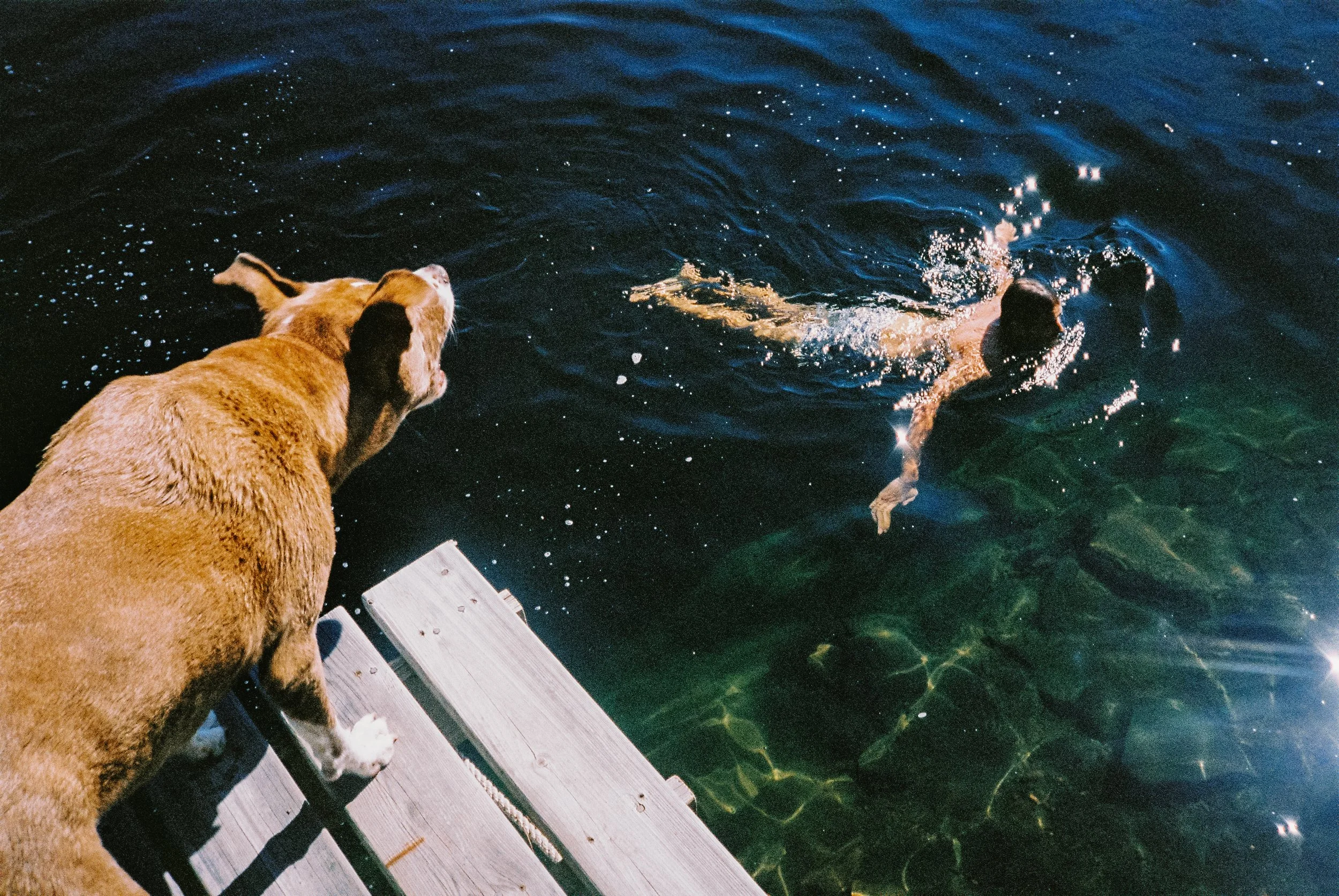 Candid lifestyle photo of a person swimming in the water wearing Bather swim trunks while a dog barks from above