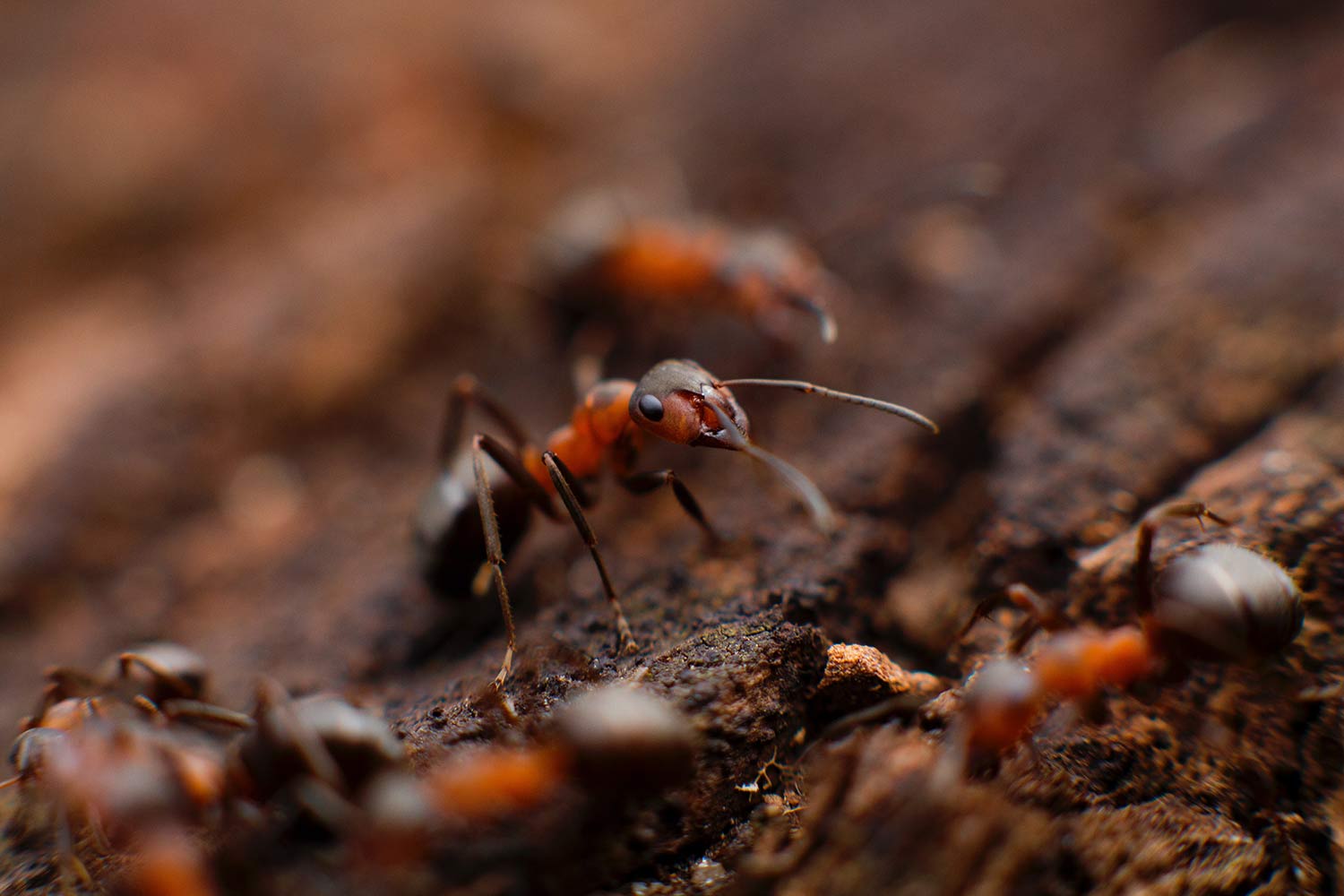 young-bucks-landscaping-Pest-Control-in-Wenatchee.jpg