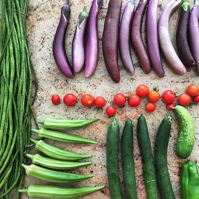 All this cost me five mosquito bites #garden